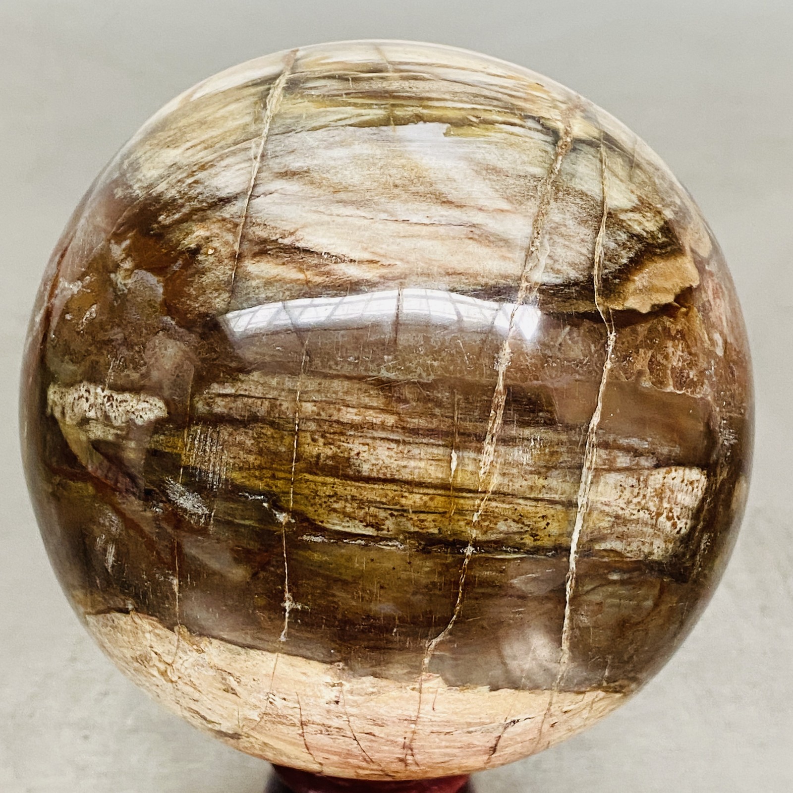 Natural Petrified Wood Polished Stone Quartz Crystal Sphere Ball Healing 1400G