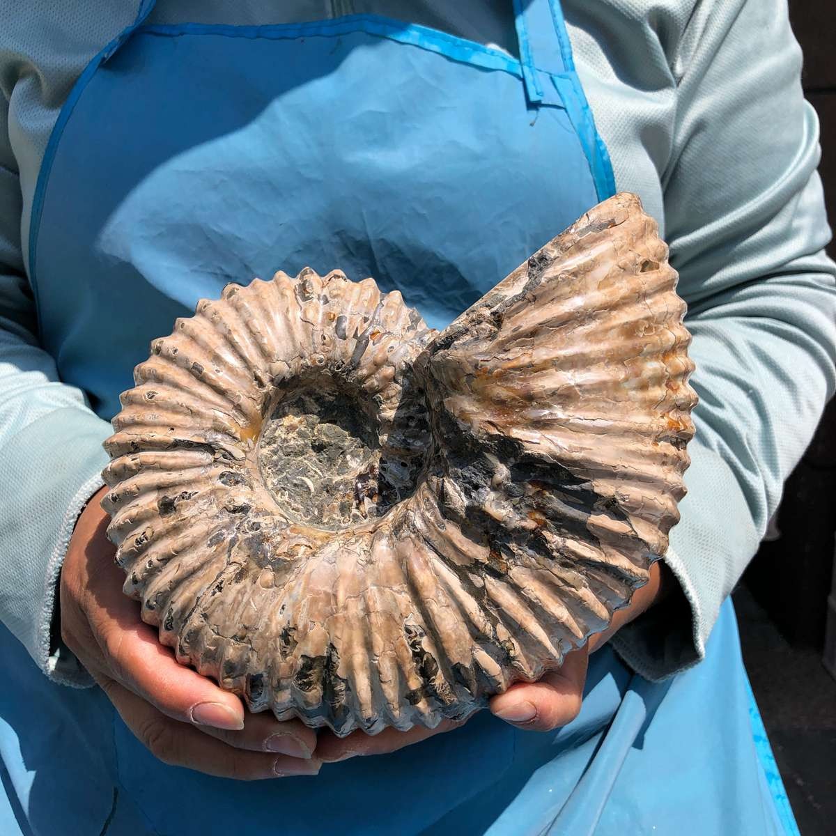 3110G TOP Natural Beautiful fossil conch crystal mineral specimen healing 5393