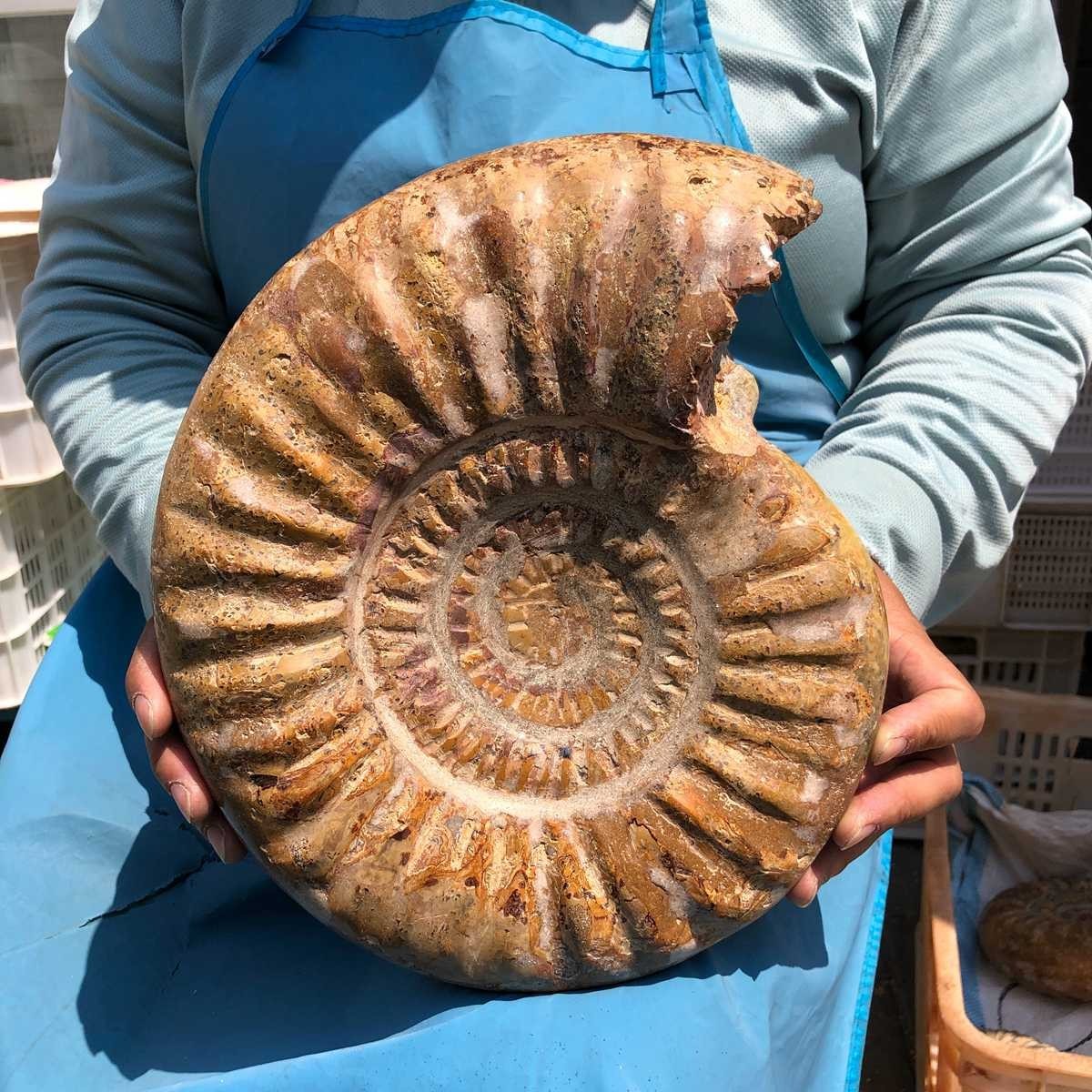 10.67 LB Natural Ammonite Fossil Specimen Home Table Decor Healing Stone 5401