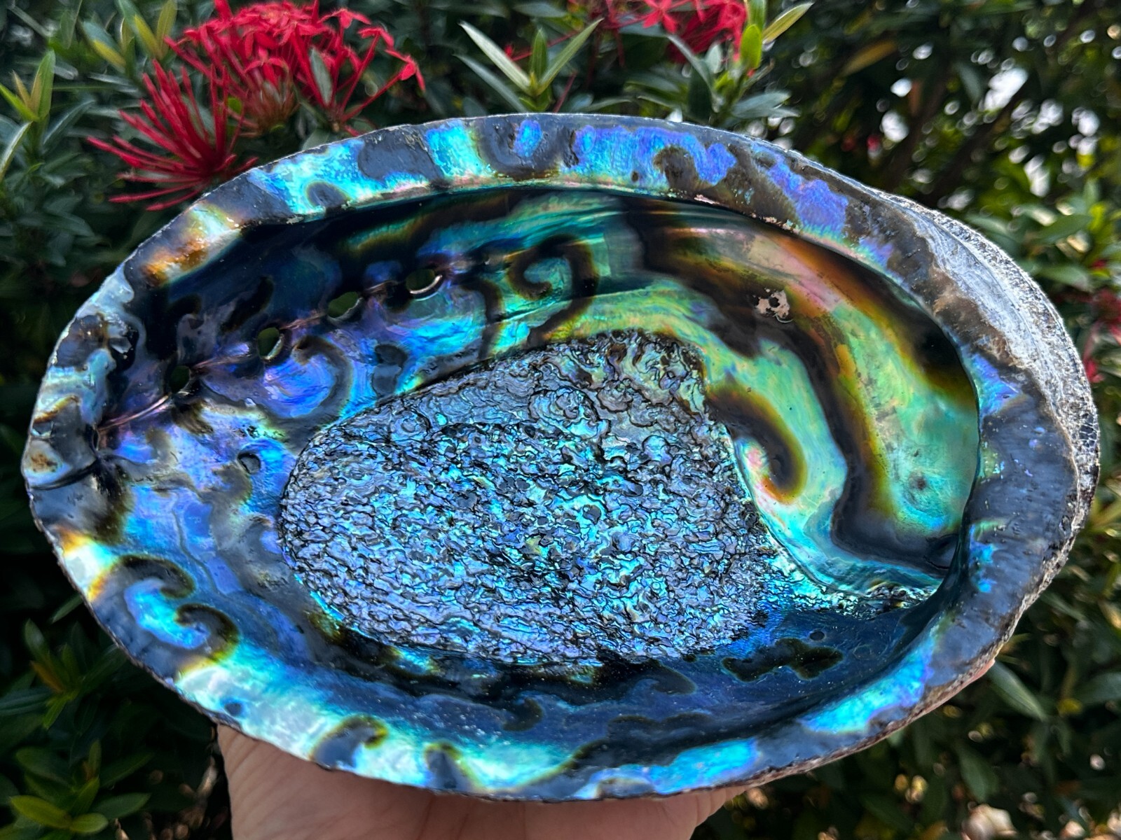 Jumbo Abalone Shell 7-8″, Huge Seashell Incense Burner, Smudge Bowl, Bulk Lot