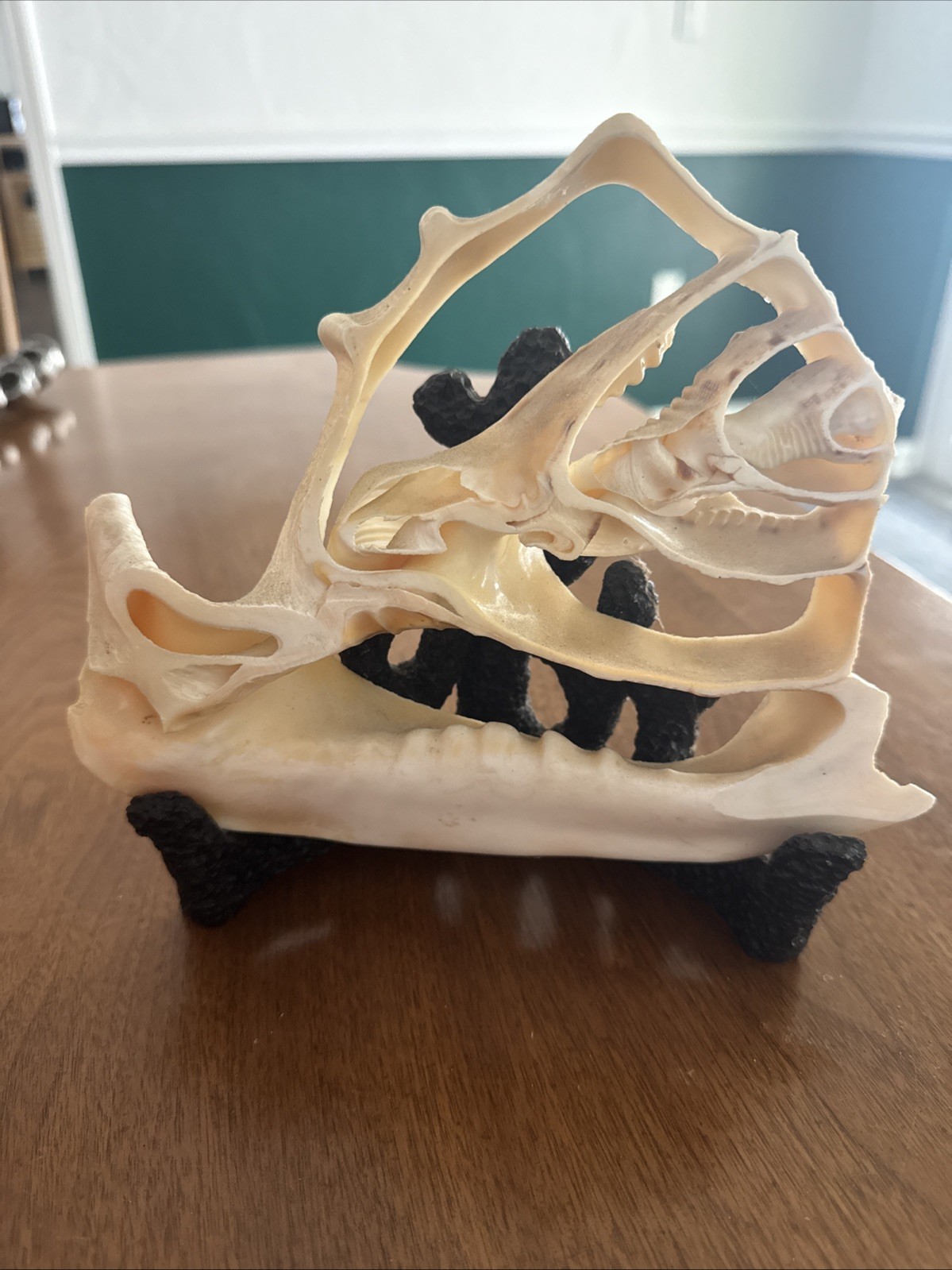 Sea Shell Specimen – Cross Cut Display with Stand Natural
