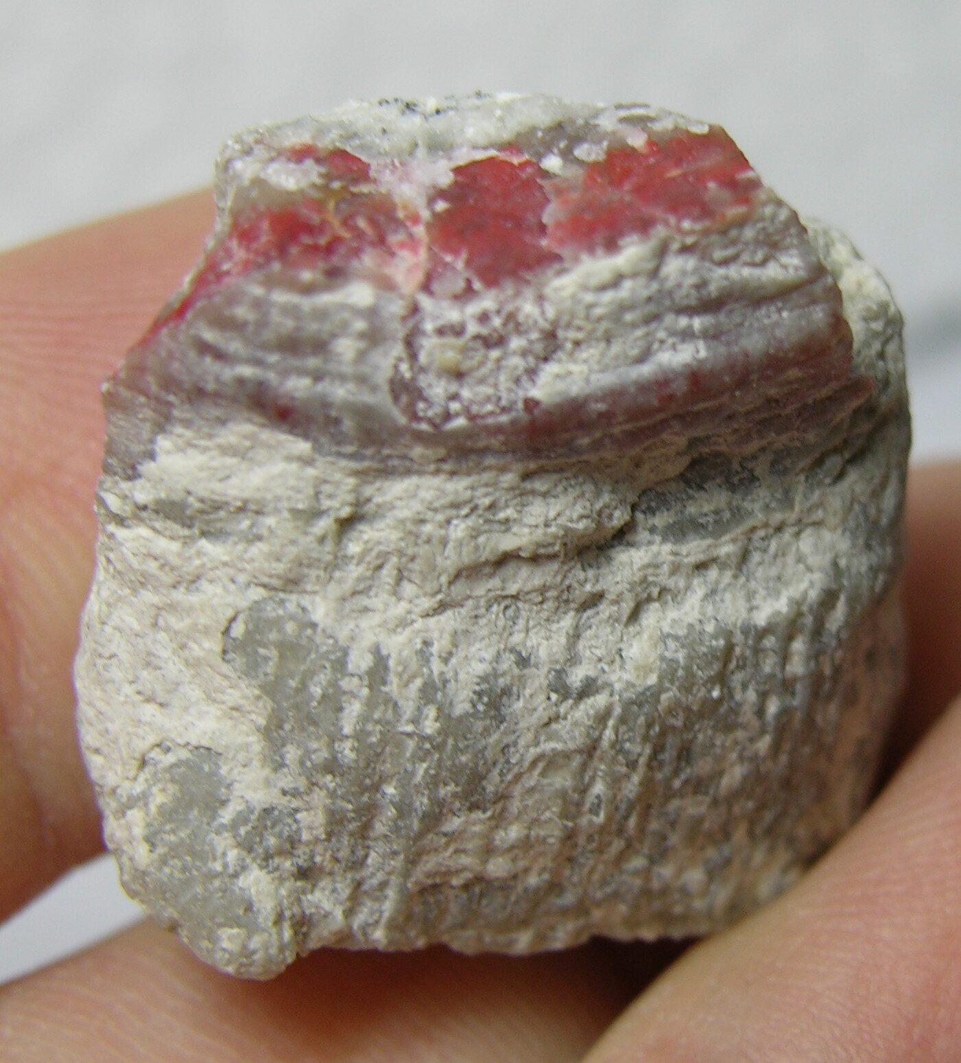 #13 Utah USA 100% Natural 55.15ct Rare Rough Red Fossil Coral Specimen 11g 23mm