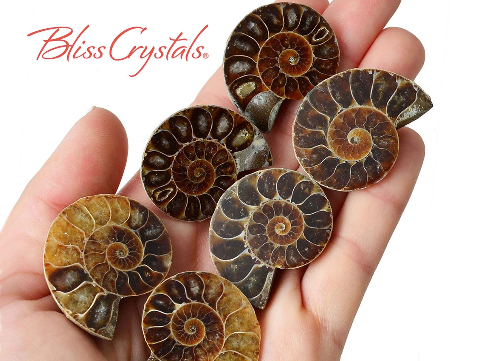 1 Pair MedLrg AMMONITE FOSSIL Matching Set (30-35mm) Nautilus Shell #MR06