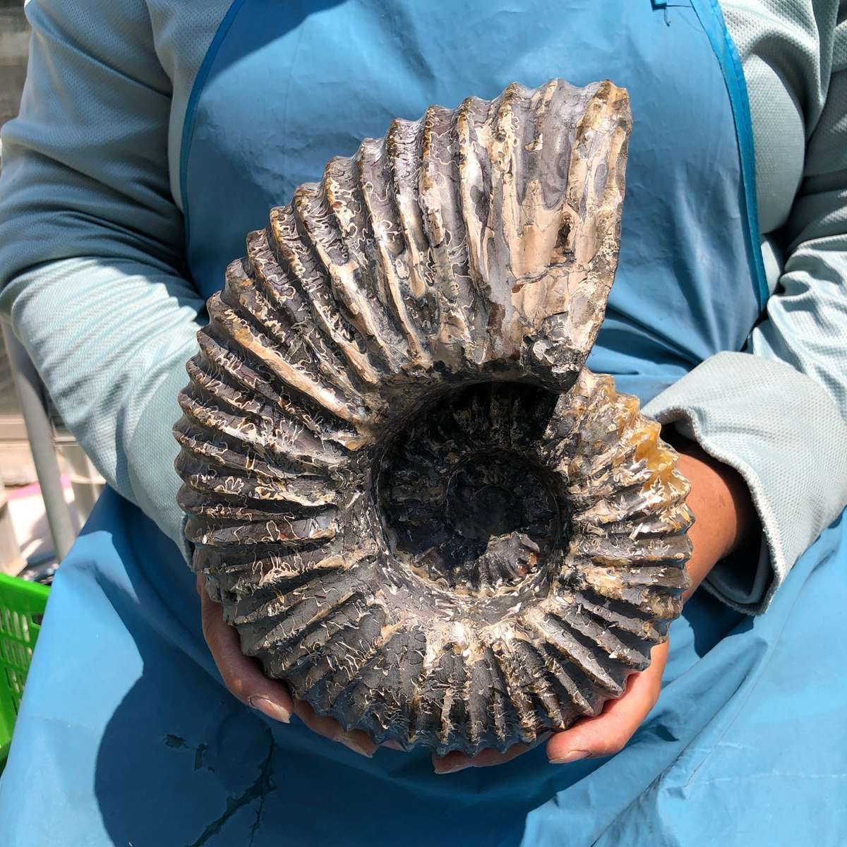 4020G TOP Natural Beautiful fossil conch crystal mineral specimen healing 5383