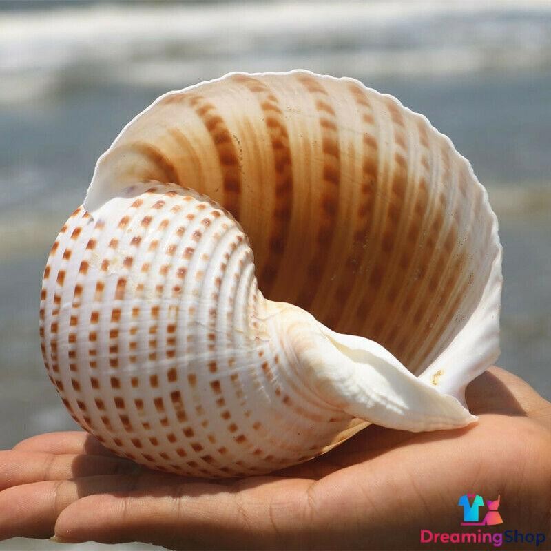 1x Natural Conch Shell Aquarium Fish Tank Ornament Landscape Sea Snail Art Decor