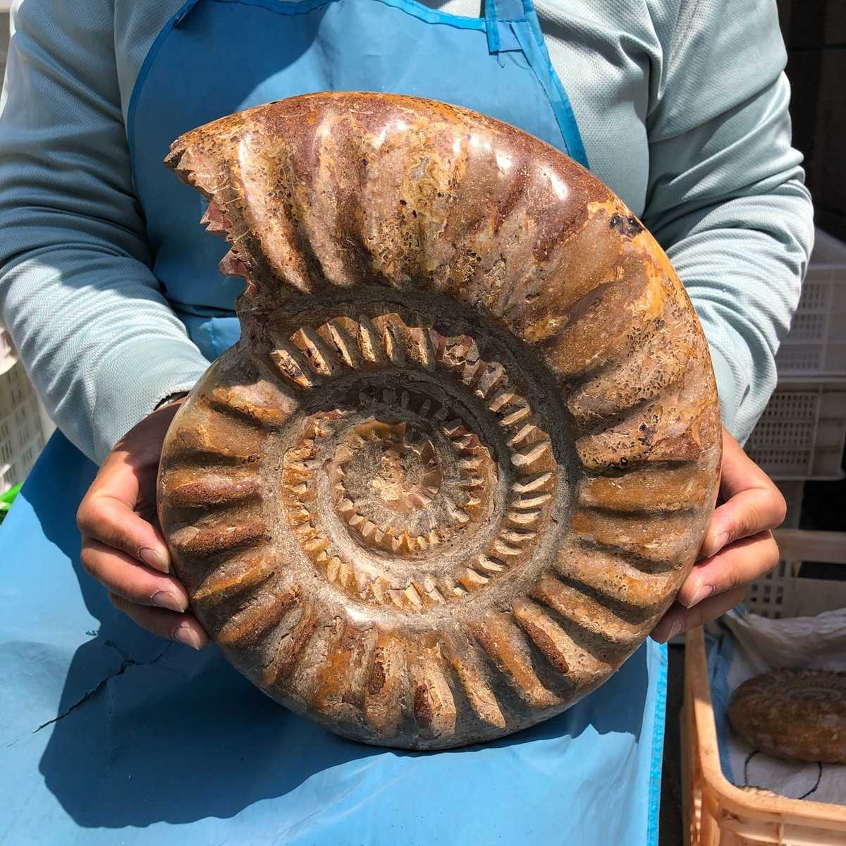10.67LB Large Natural Beautiful Ammonite Fossil Conch Crystal Specimen Healing