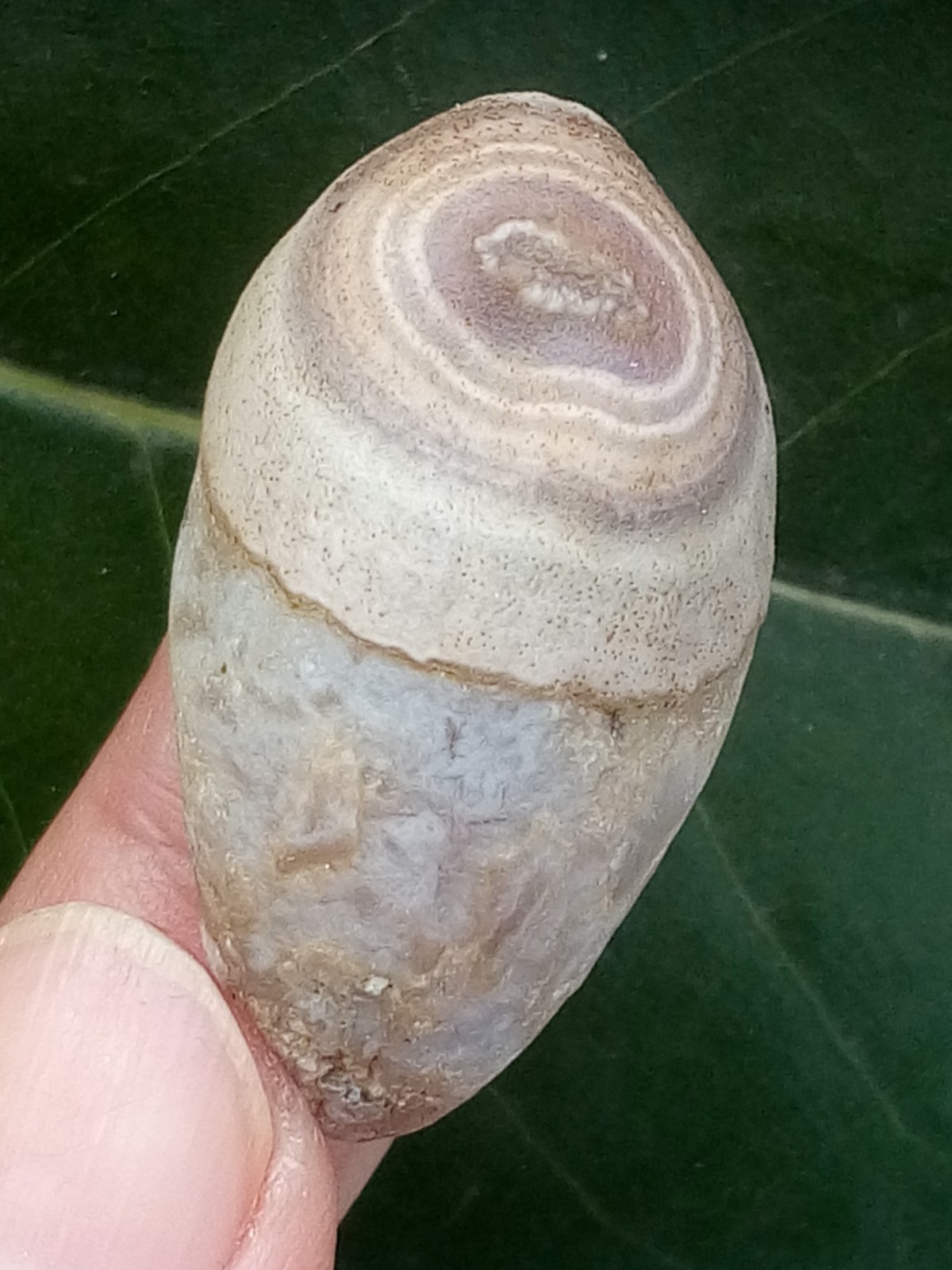 38mm Natural GoBi agate eye agate Landscape Stone