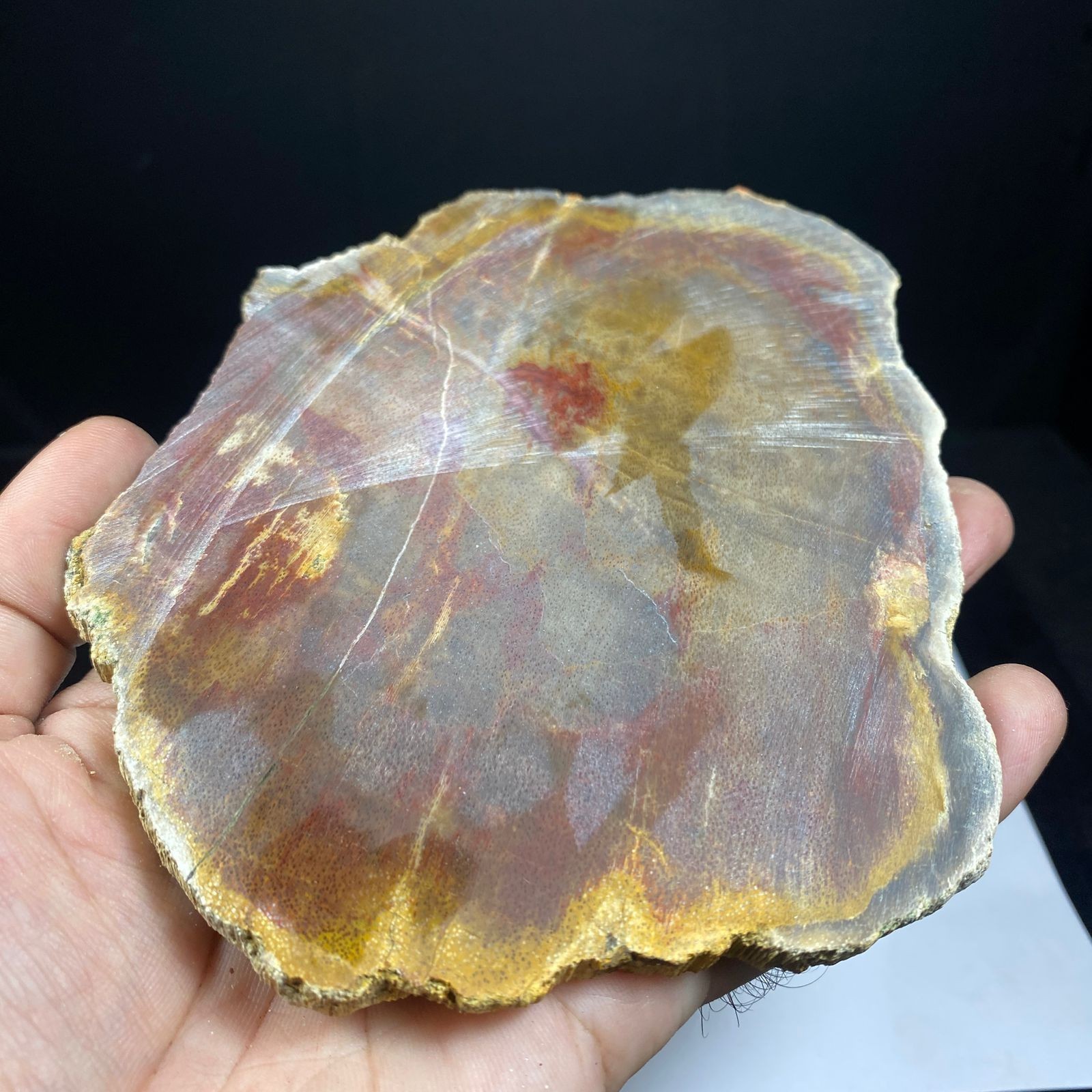 230GR MULTY COLOR PETRIFIED WOOD SLICE PATLY POLISHED FROM INDONESIA