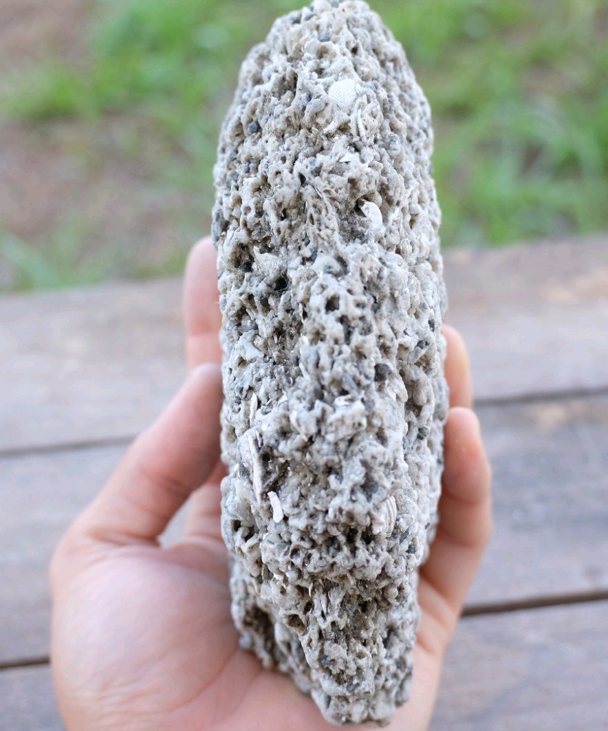 Coquina Florida fossil sedimentary rock.