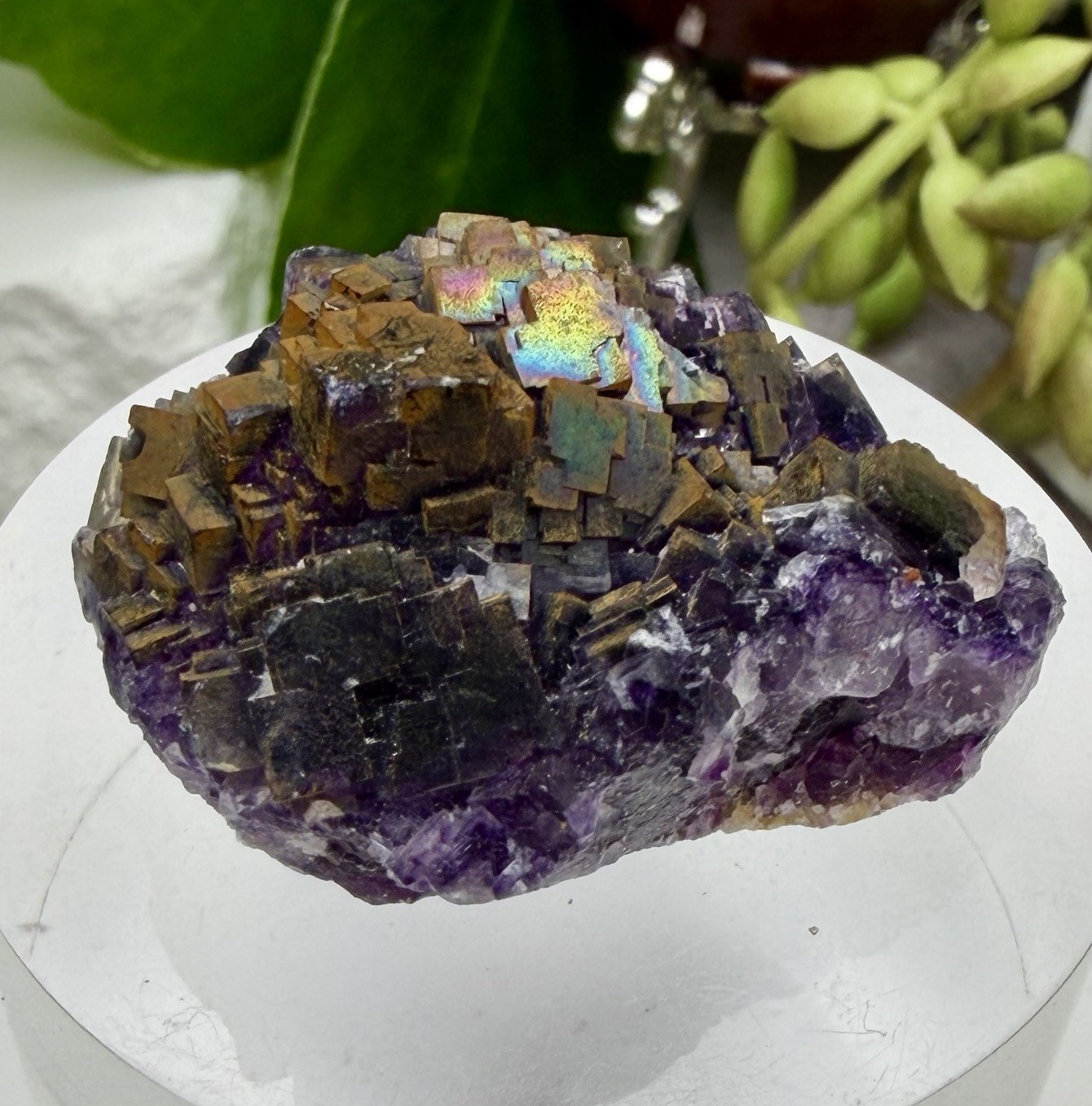 Crystal 25g Rainbow Covered Purple Fluorite UV Reactive Cluster Specimen Mineral
