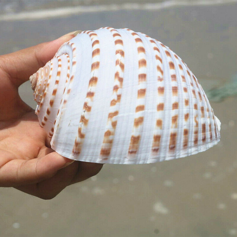 1pc Natural ROOSTER Conch Shell Sea Snail Aquarium Fish Tank Ornament Landscape