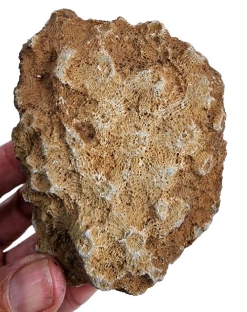 Petoskey Stone Natural Coral Morocco 160.7 grams.