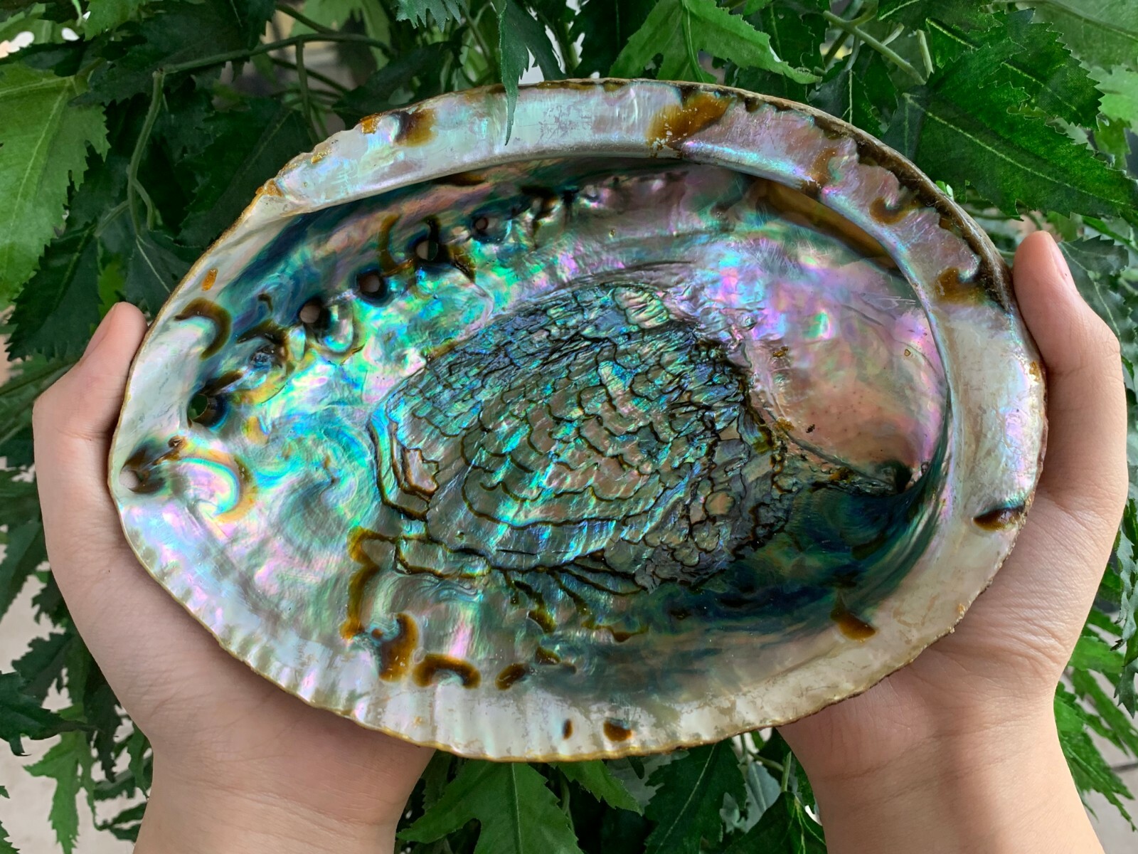 Abalone Shell, Seashell Incense Burner, Smudge Bowl / Holder, Pick a Size
