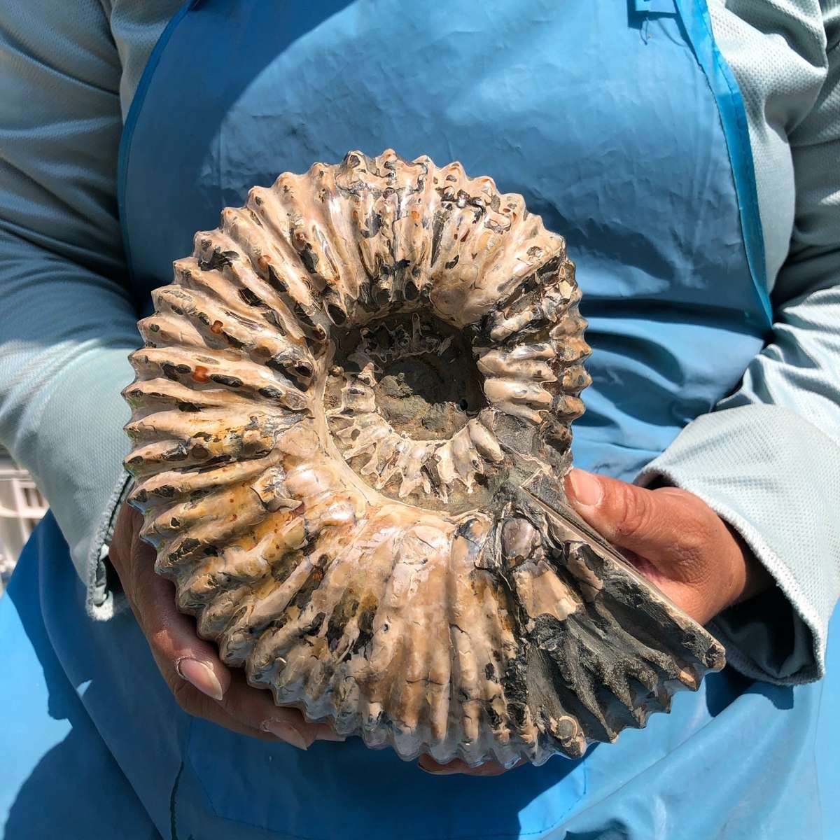5.98 LB Natural Ammonite Fossil Specimen Home Table Decor Healing Stone 5394