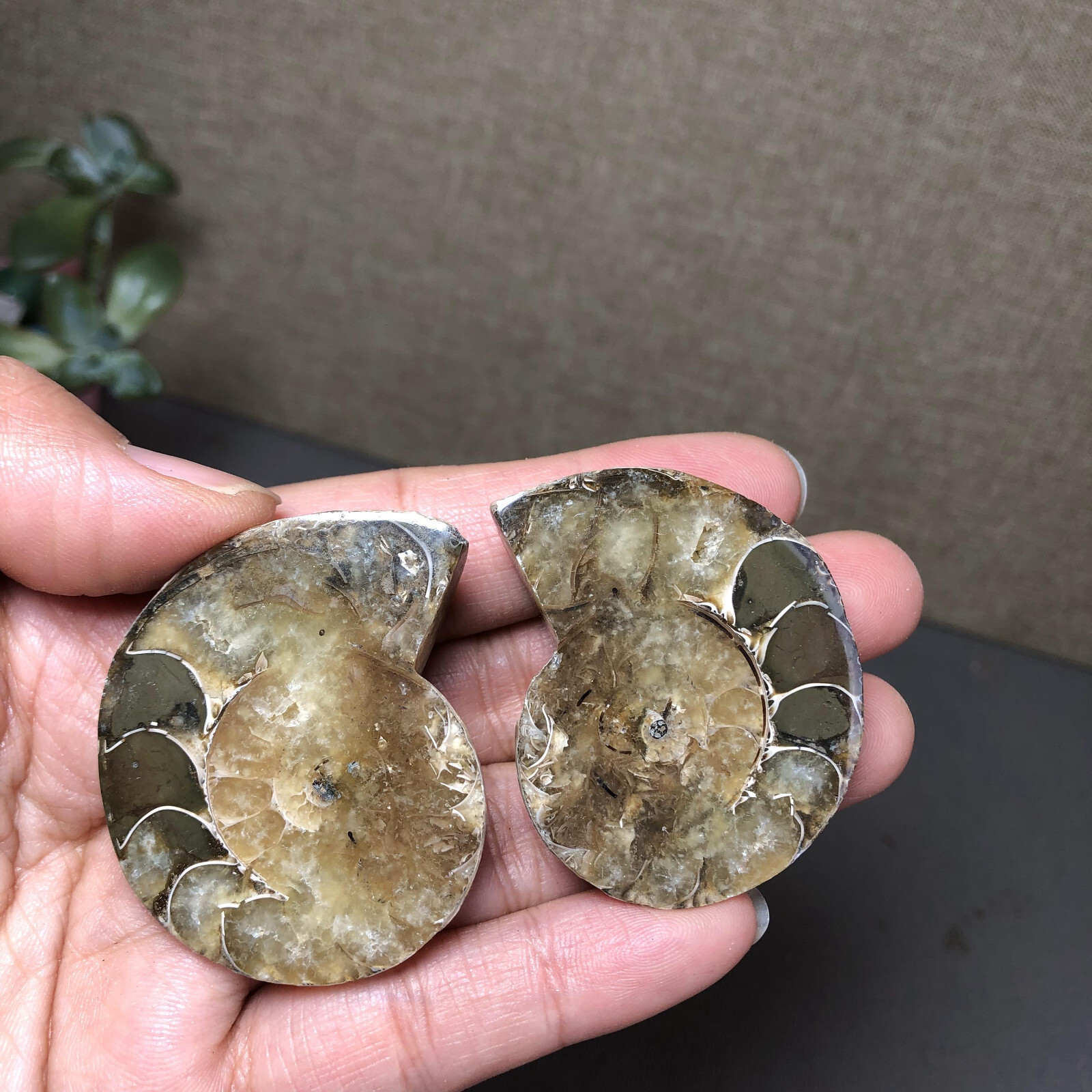1 pairs of Split Ammonite conch Specimen Shell Healing 45mm 61g A4866