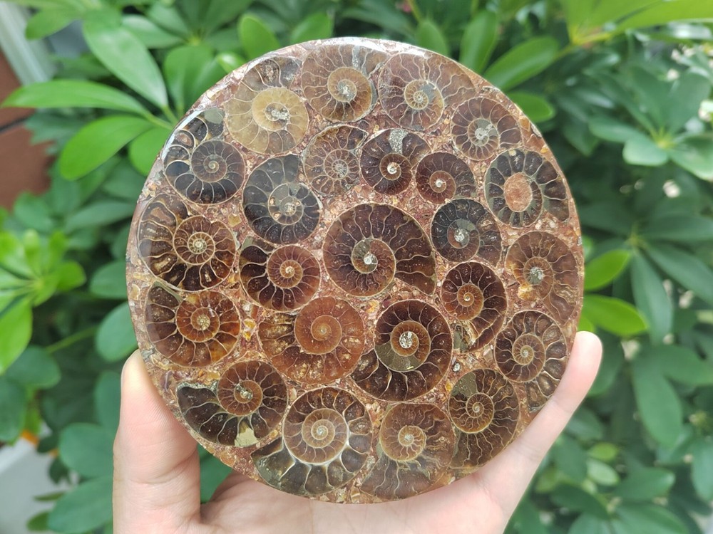 Natural Ammonite Disc Fossil Conch Specimen Healing +Stand 1PC