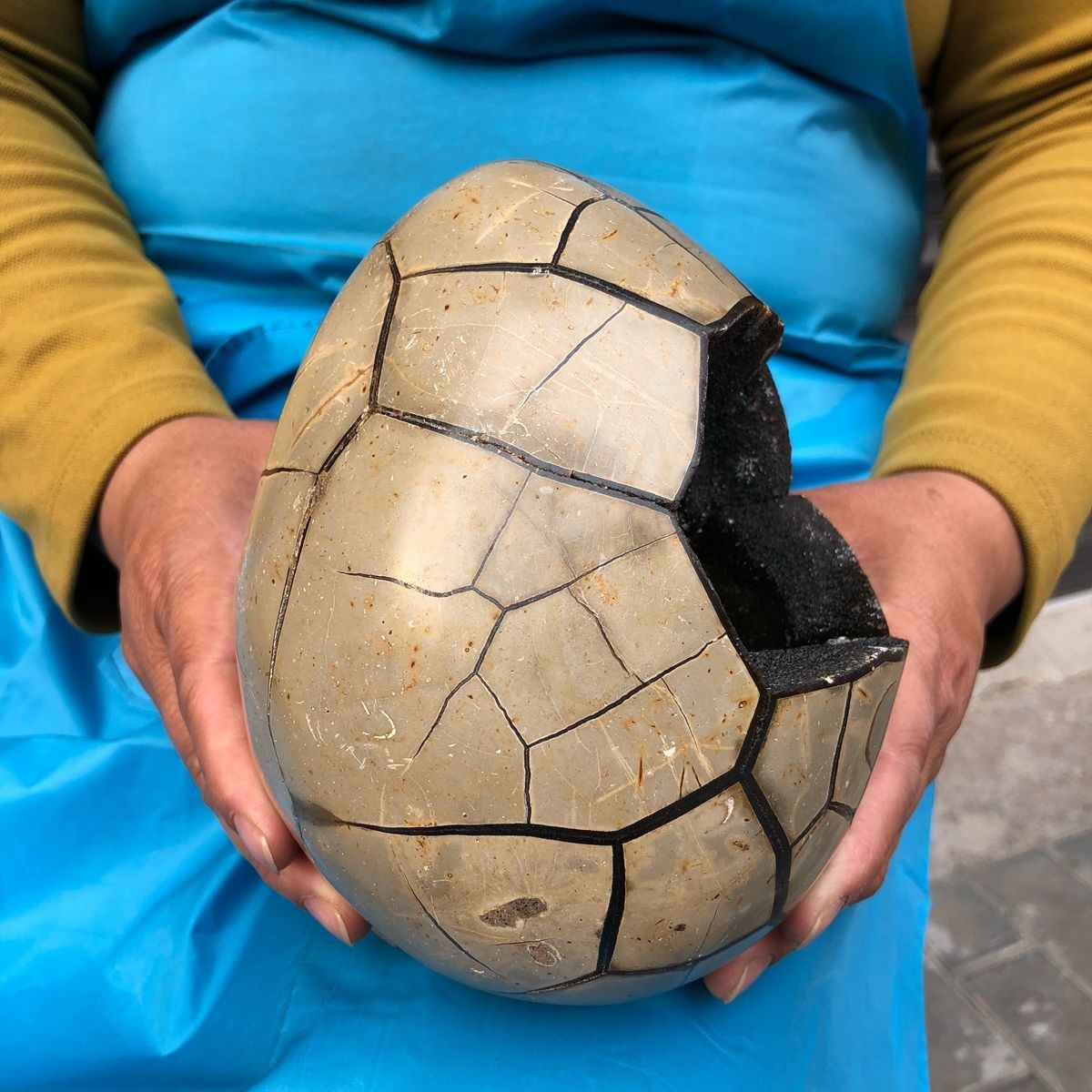 7.23 LB Natural Septarian Turtle Shell Geode Dragon Egg Crystal Healing 4351