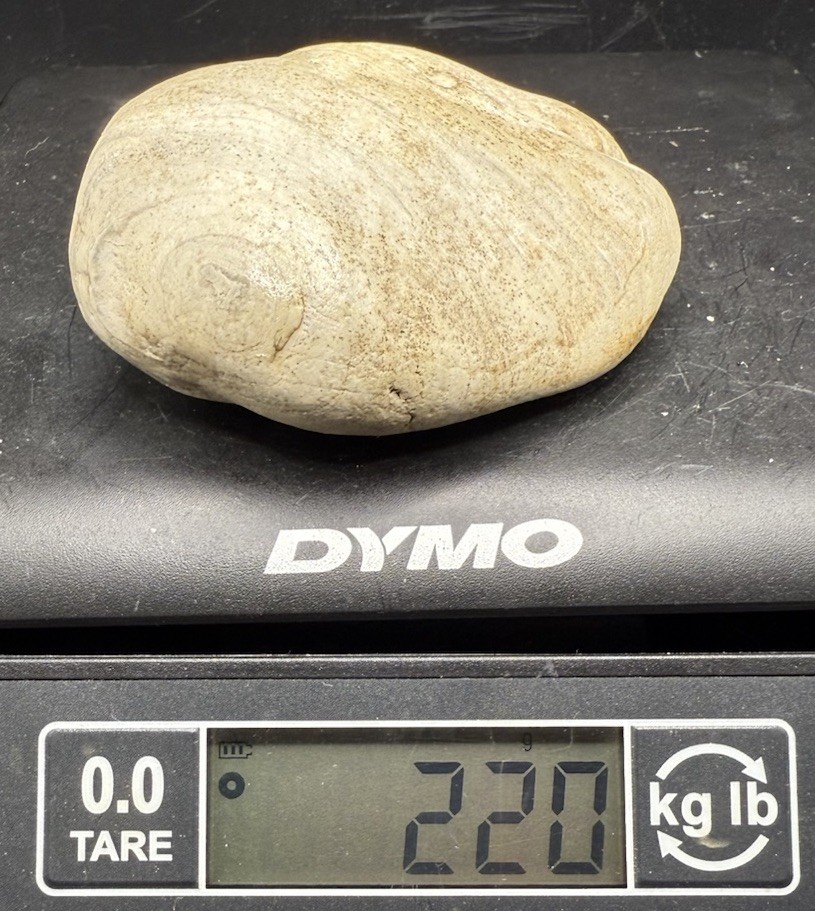 Lake Superior Fossil White Agate Stromatolite 1,100 Carats