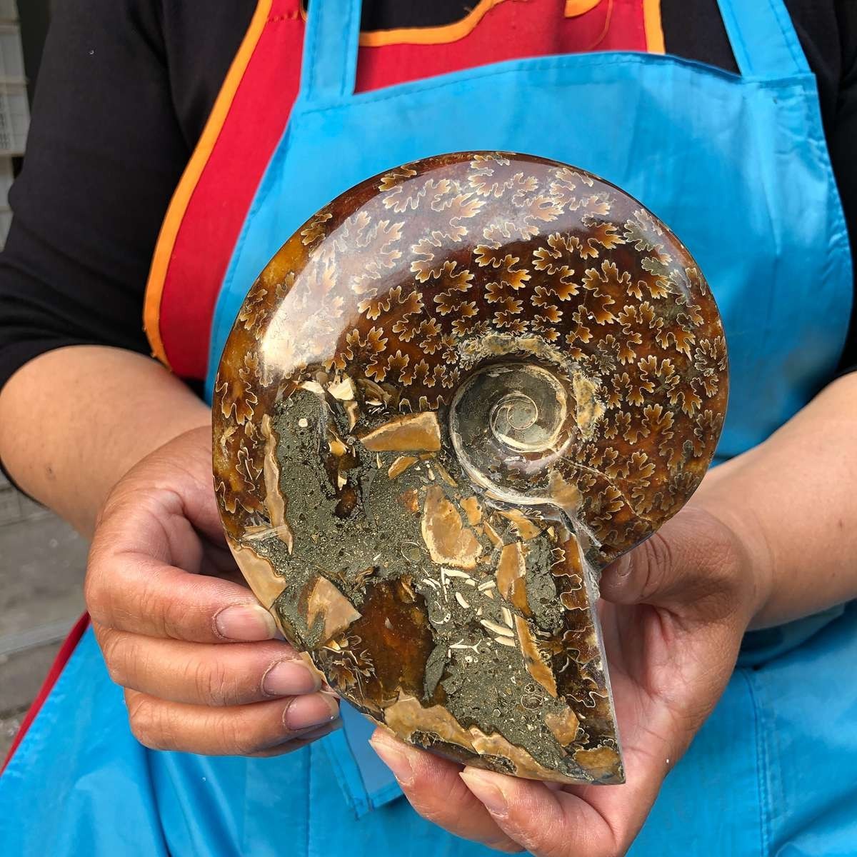 4.2LB 3pc Rare! Natural Tentacle Ammonite Specimen Healing Madagascar