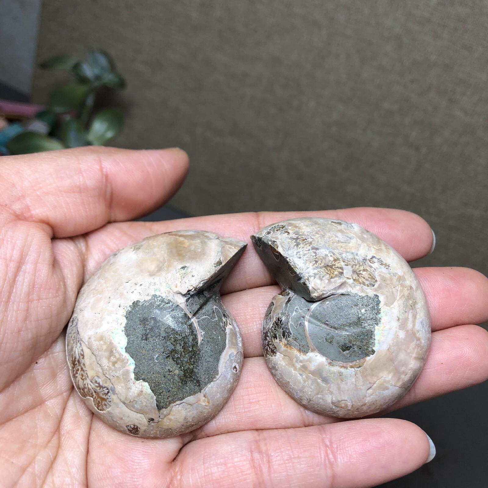 1 pairs of Split Ammonite conch Specimen Shell Healing 48mm 61g A4577