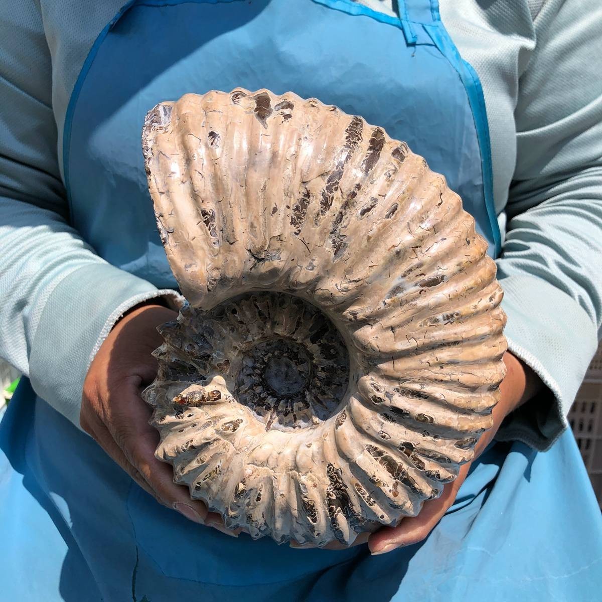 7.63 LB Natural Ammonite Fossil Specimen Home Table Decor Healing Stone 5391