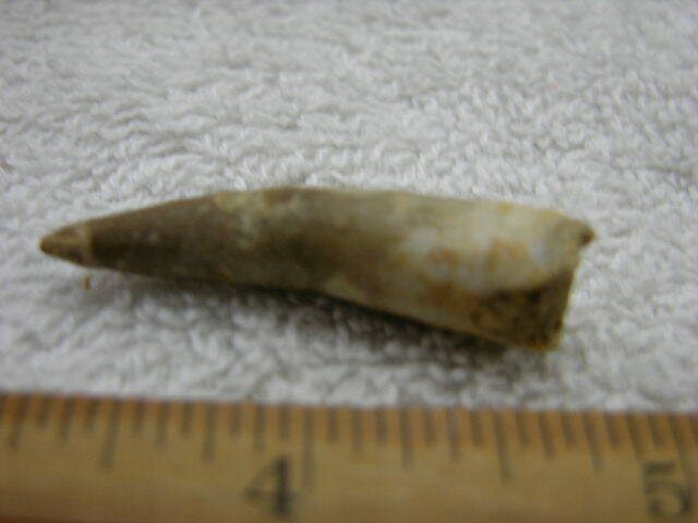 Dinosaur fossil tooth Pliosaurus Jurassic Marine reptile RARE 1.5 inch Cap23