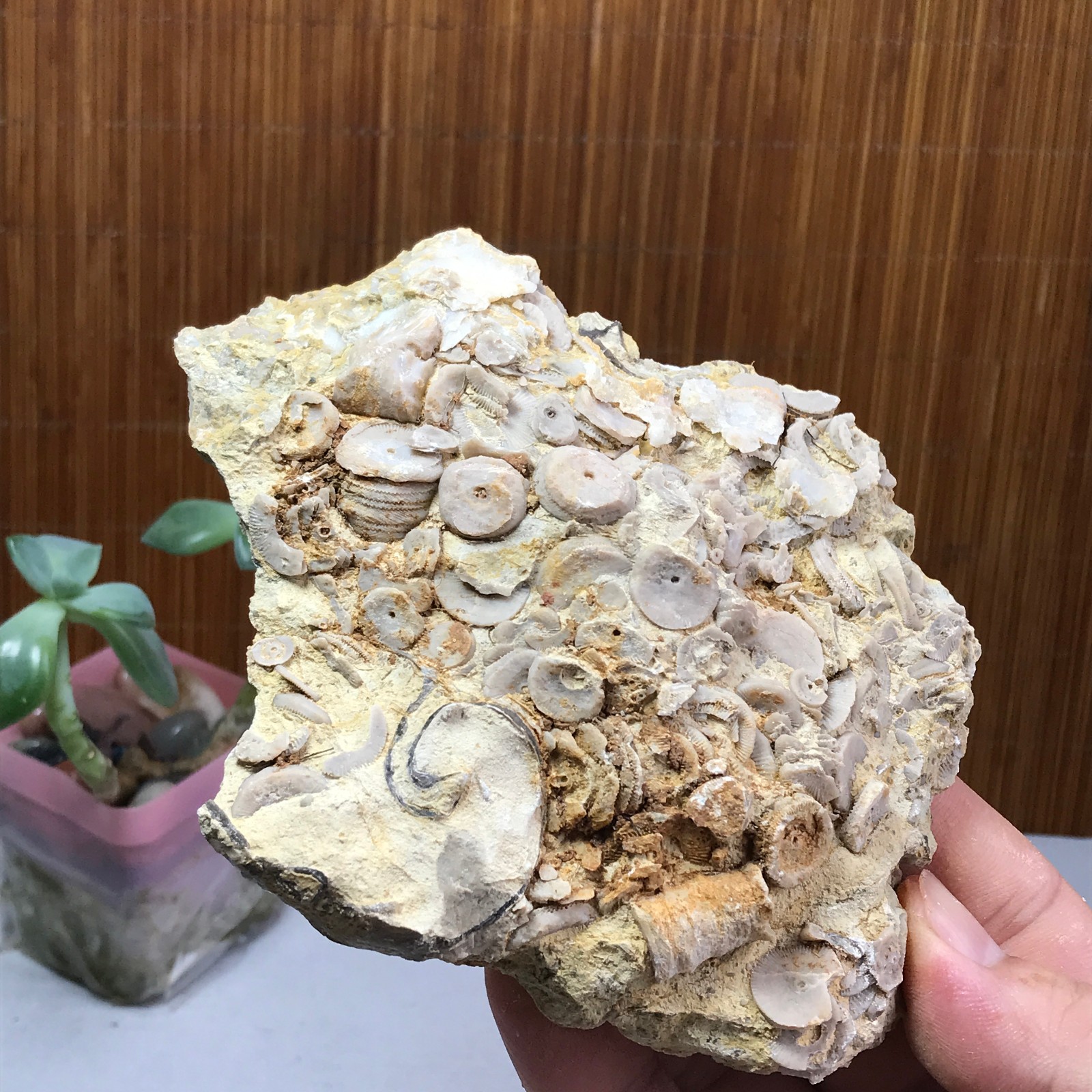 124mm Natural shell petrified rough original mineral specimens 349g A1039