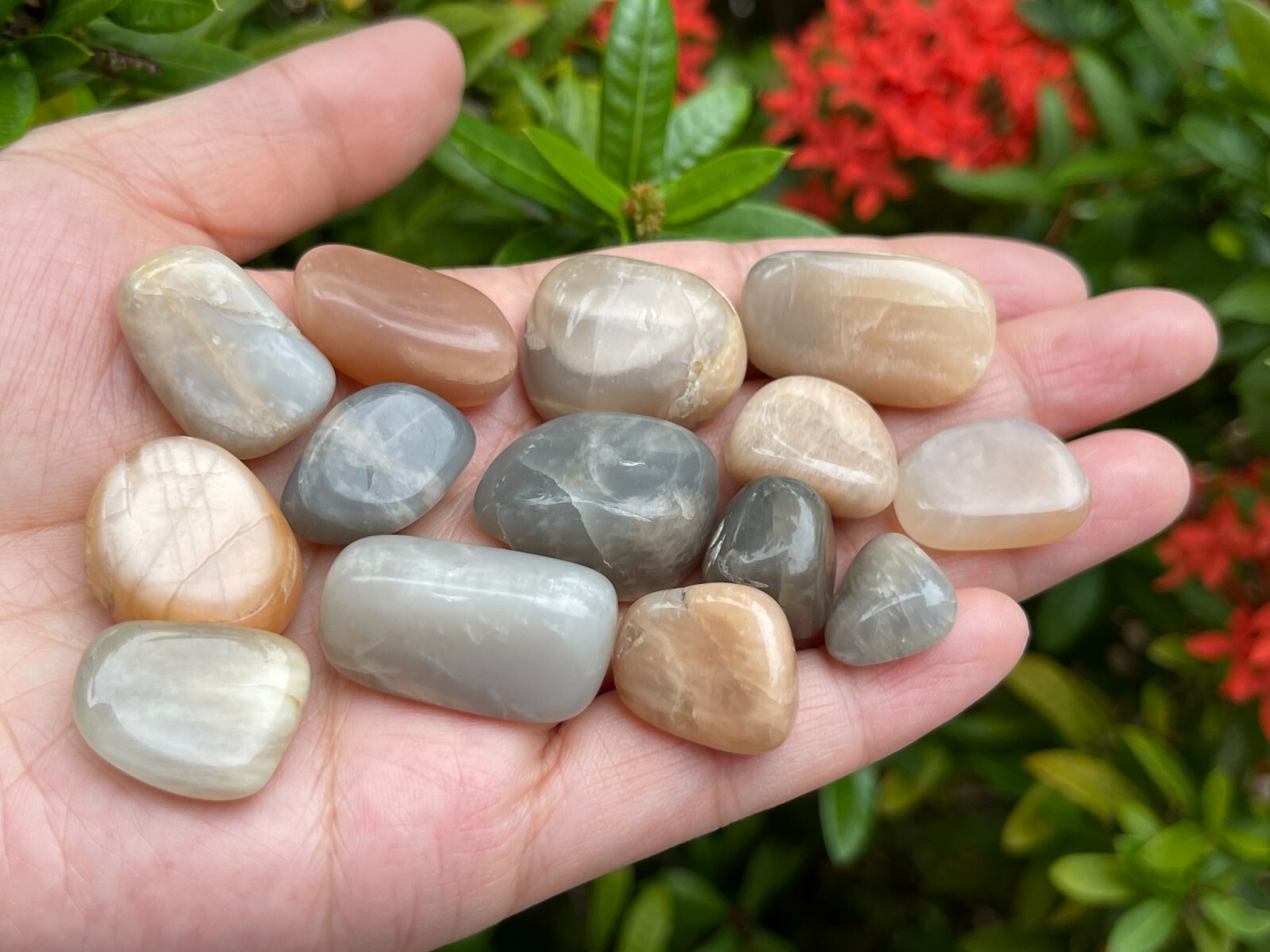 Grade A++ Moonstone Multi Tumbled Stone,0.5-1.25″ Tumbled Multicolored Moonstone