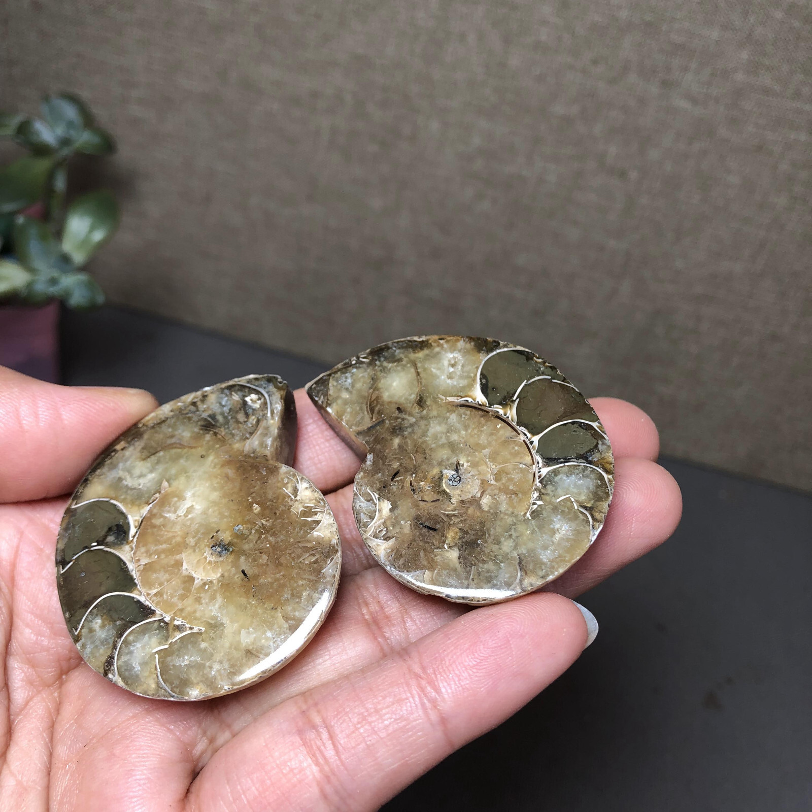1 pairs of Split Ammonite conch Specimen Shell Healing 45mm 61g A4866