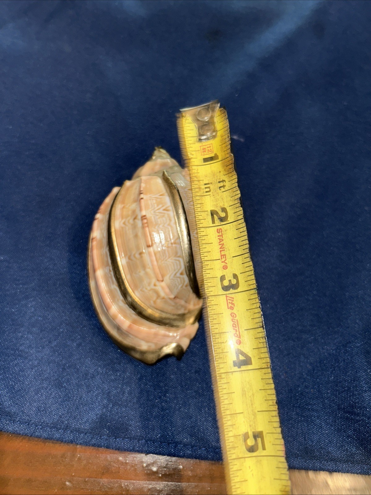 Vintage Extra LARGE Gold trimmed Shell. Pendant? See Pictures Beach House Decor