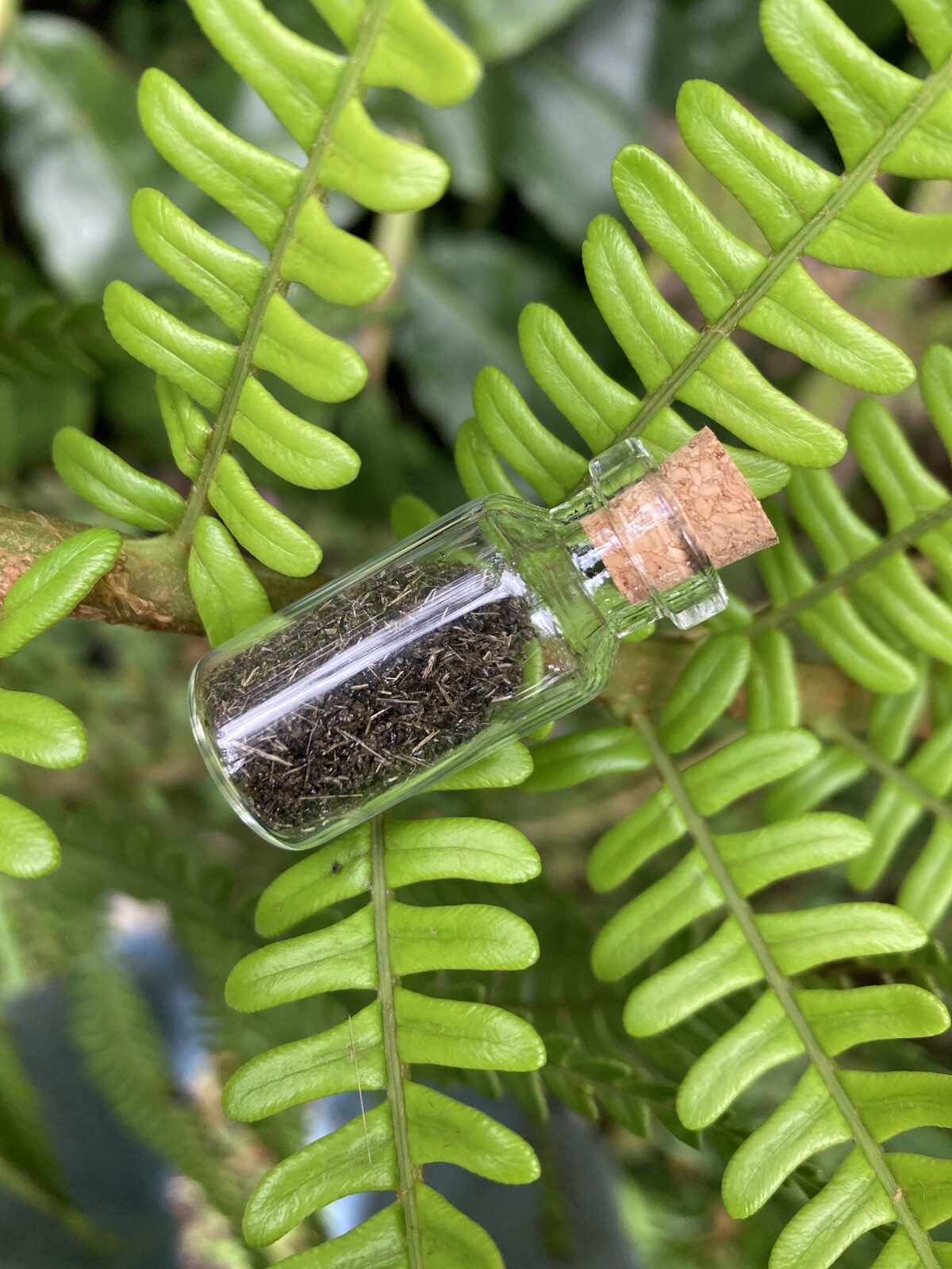 Olivine Crystal Volcanic Soil Pele’s Hair, Olivine Mineral Soil Rich Dirt. 2ml.