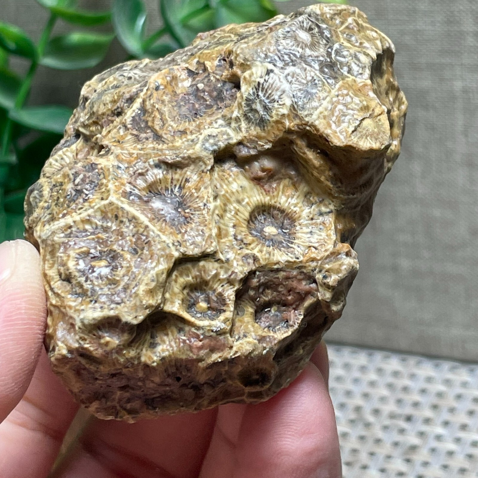 Unpolished Michigan Petoskey Stone – Hexagonaria – Coral stone 110g A56