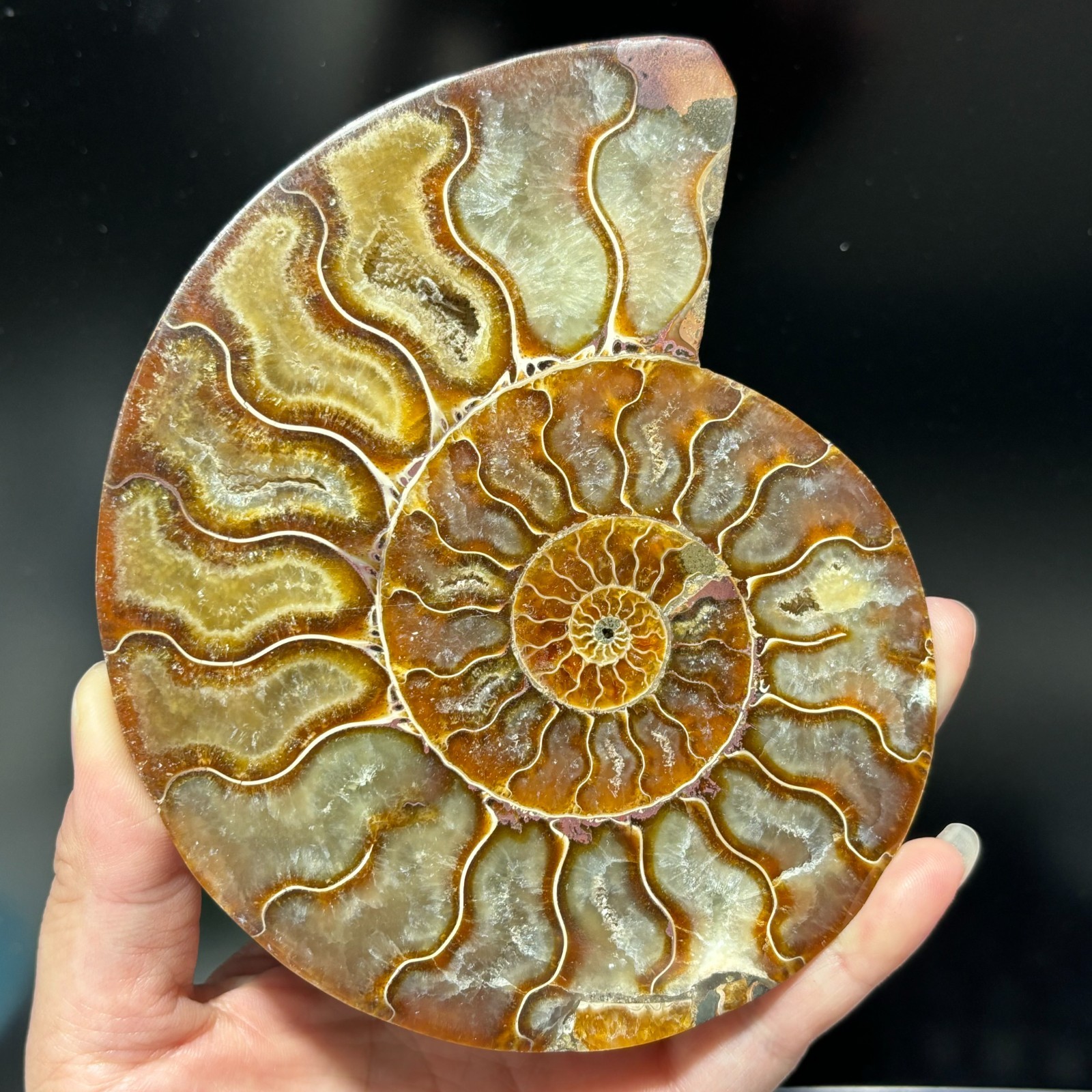 TOP 200G+ Natural ammonite fossil conch crystal specimen healing care 1pc