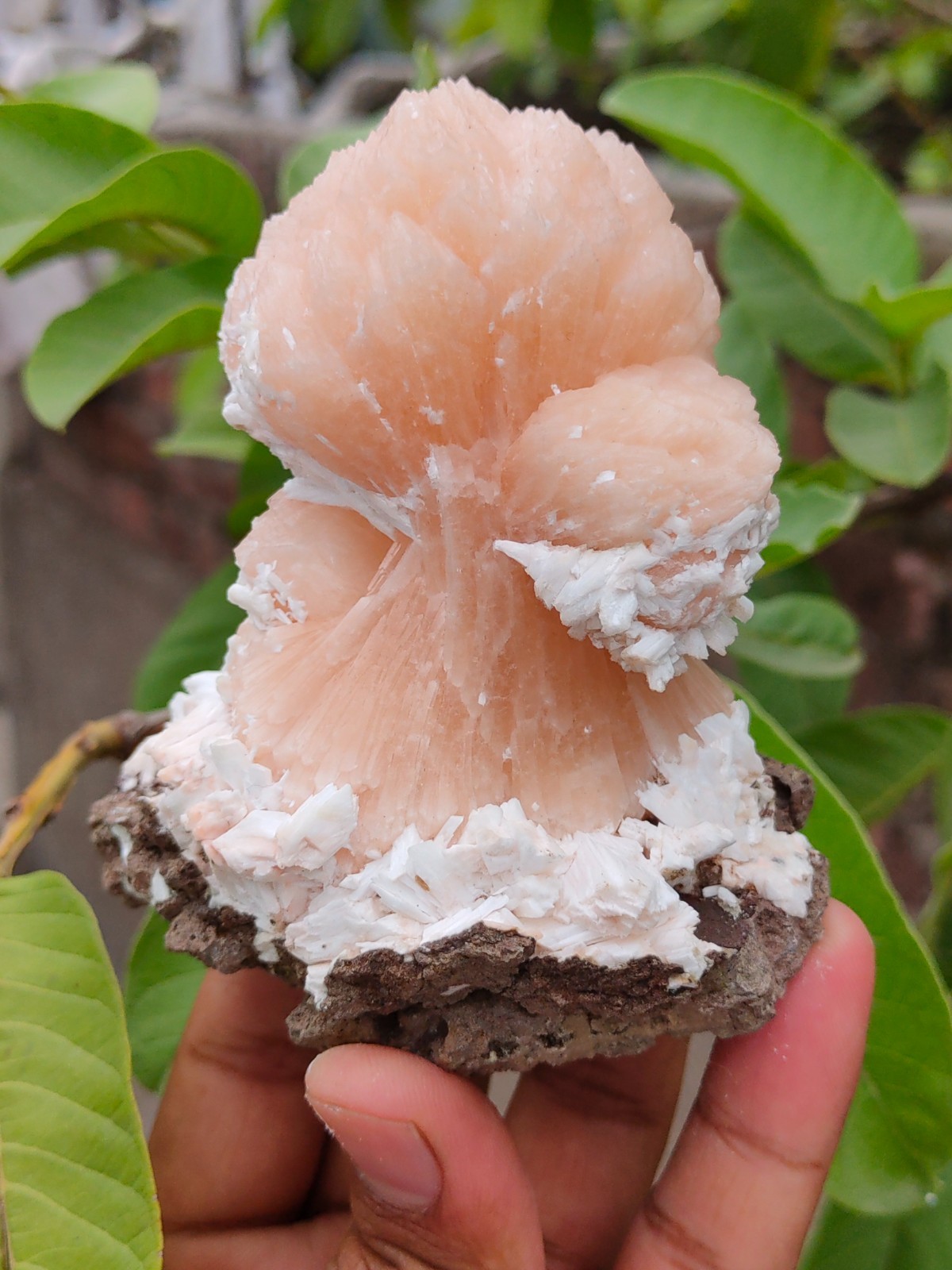 Natural minerals Specimen, Orange Stilbite bow with Laumontite