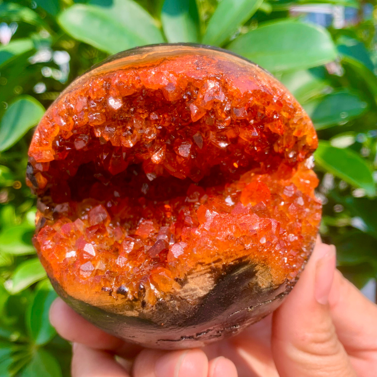 1.26LB Natural Citrine geode quartz crystal open smile sphere Museum Collection