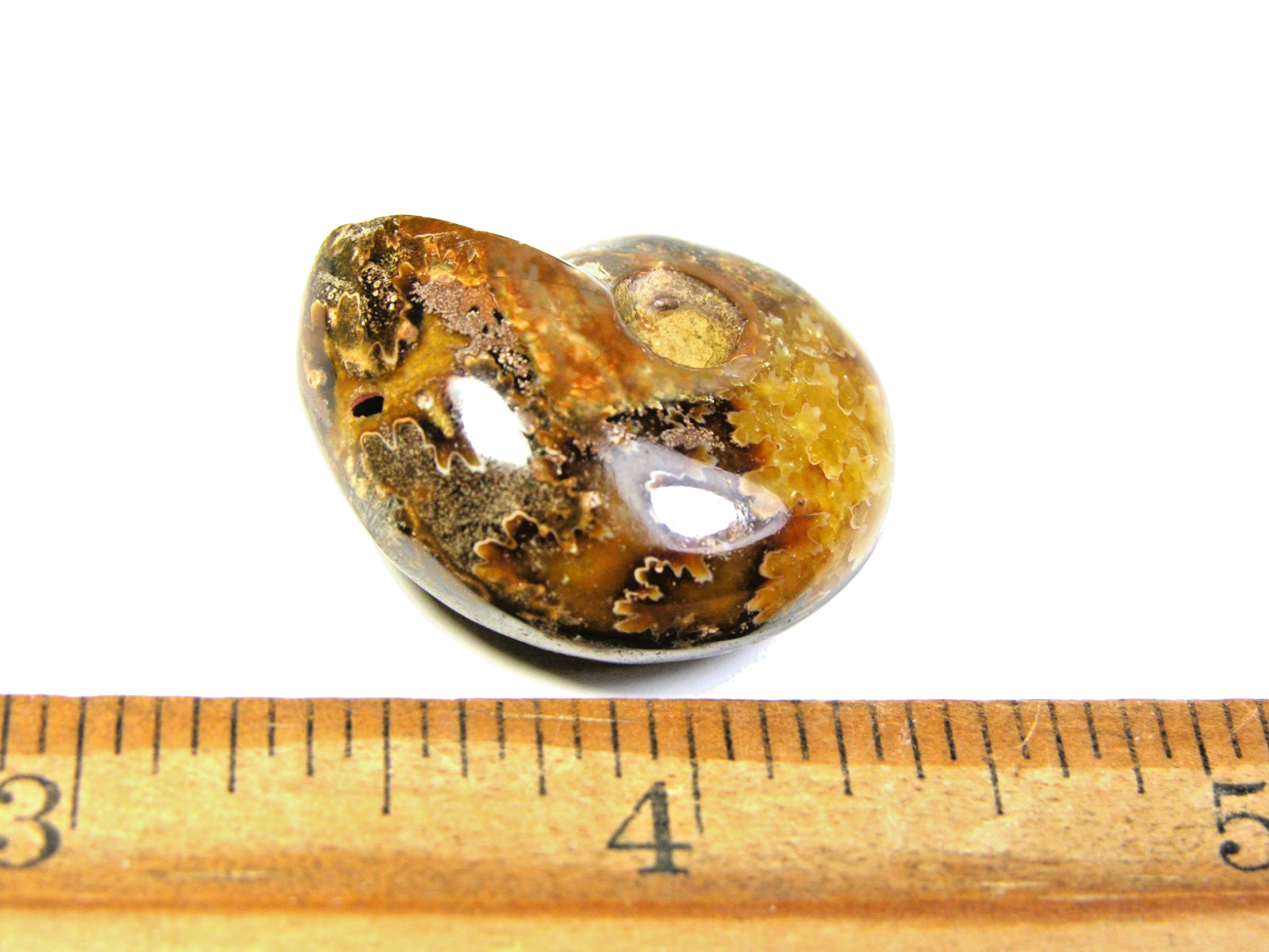 Ammonite fossil polished 1 1/2″ + showing suture lines Madagascar ms7
