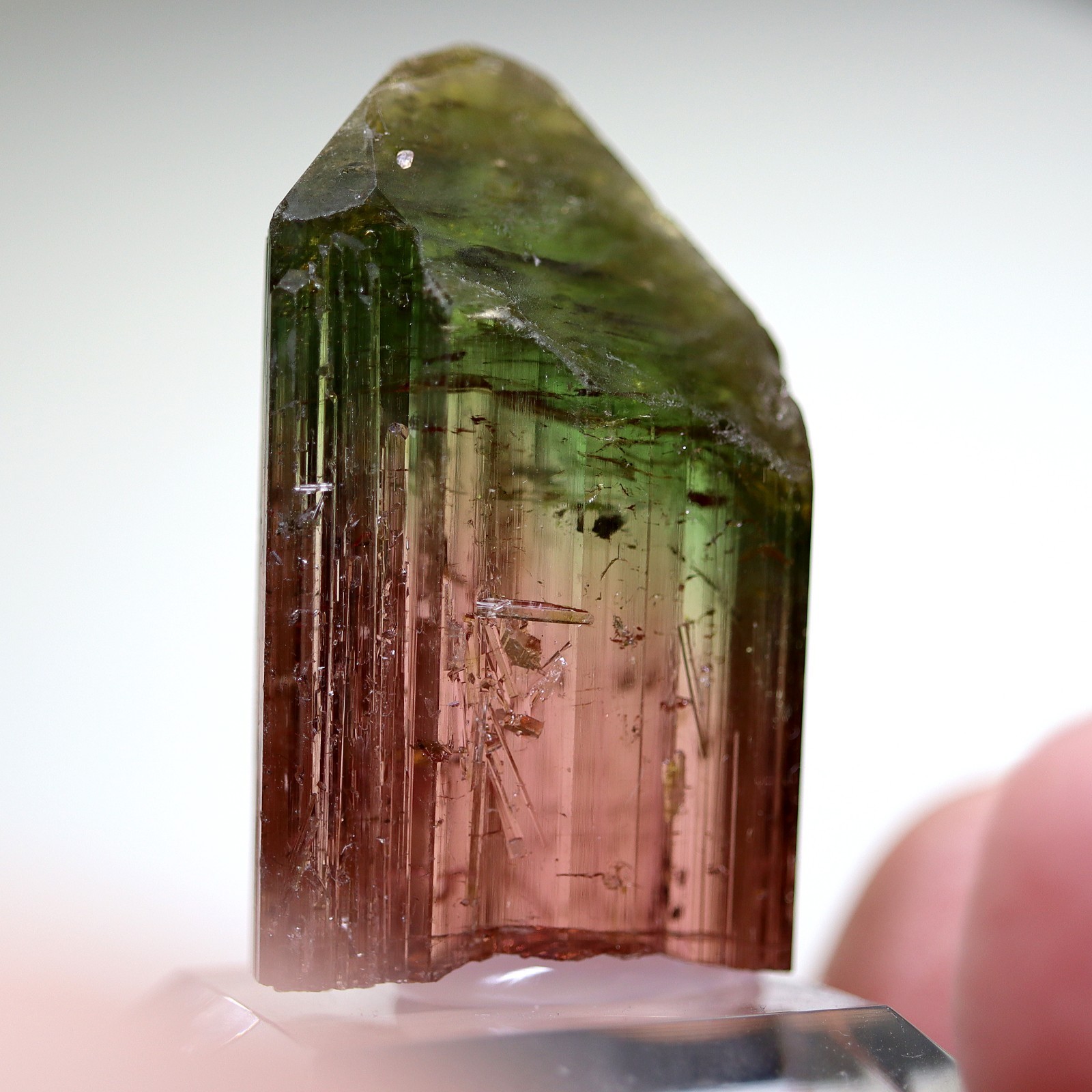 Gem Tourmaline. Nuaparra Pegmatite, Zambezia Prov., Mozambique. About 50 grams