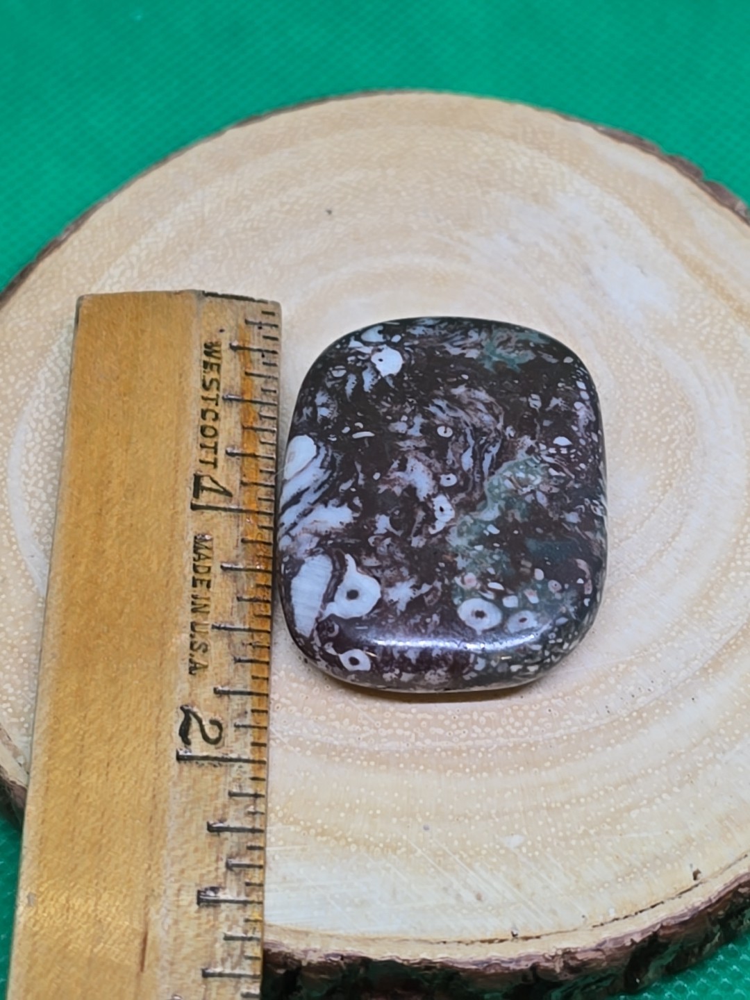 Fossil Shell Palm Stone Palmstone Flat Pocket Polished