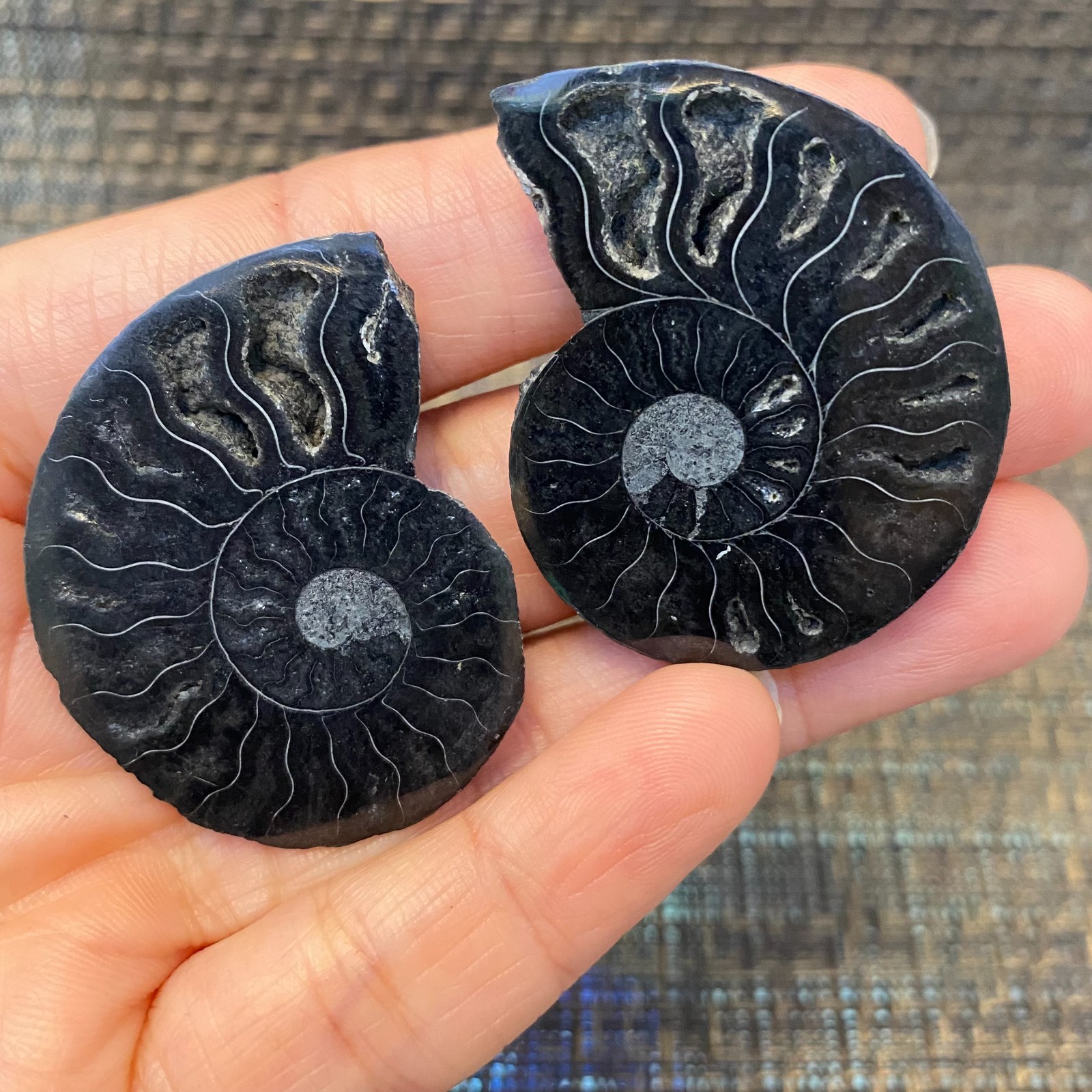 1 pairs 19g of Split Ammonite Specimen Shell Healing Madagascar