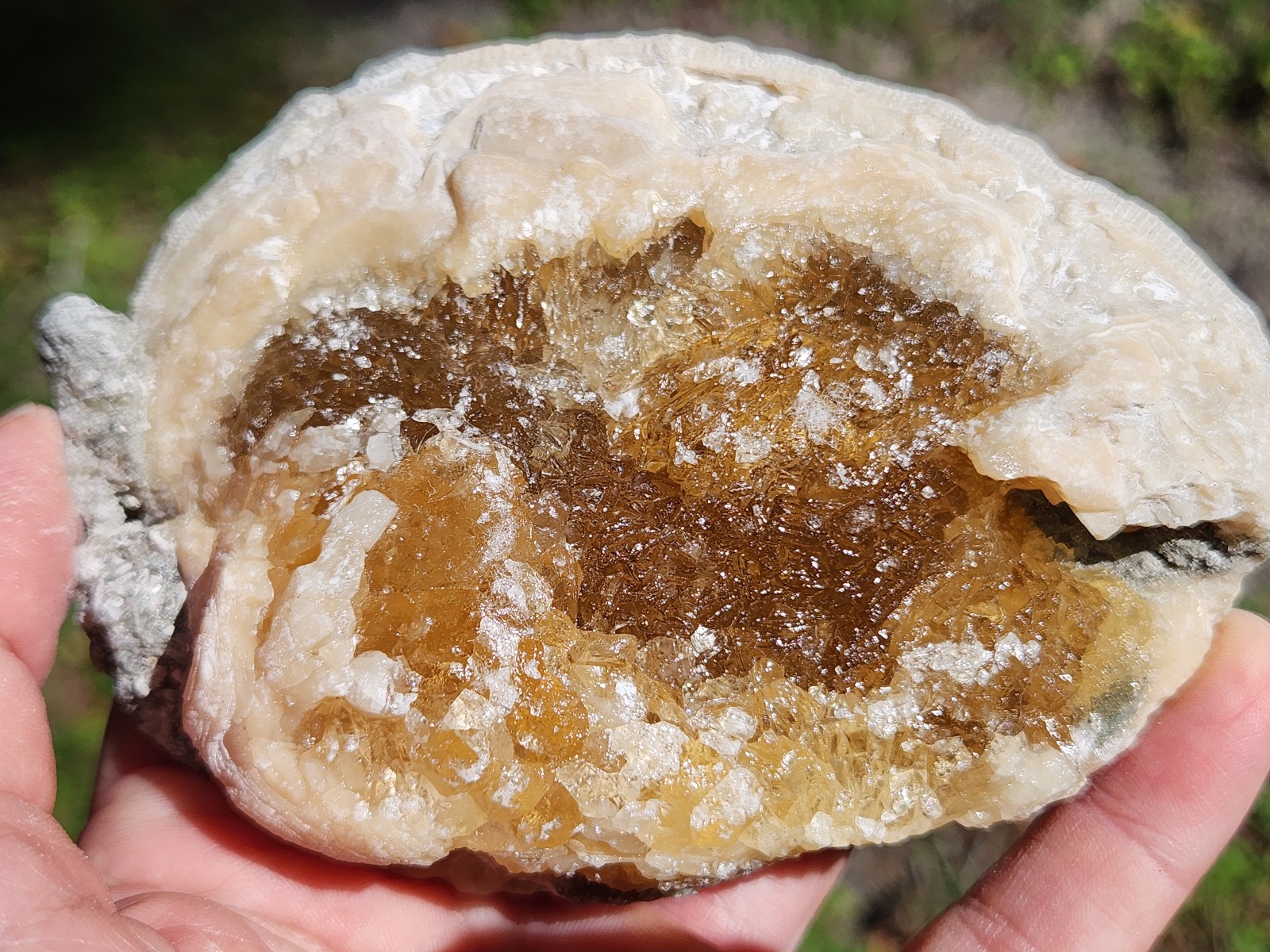 SET of 10 Honey Calcite Crystal Fossil Clams Florida Rucks Pit LOT UV Dogtooth