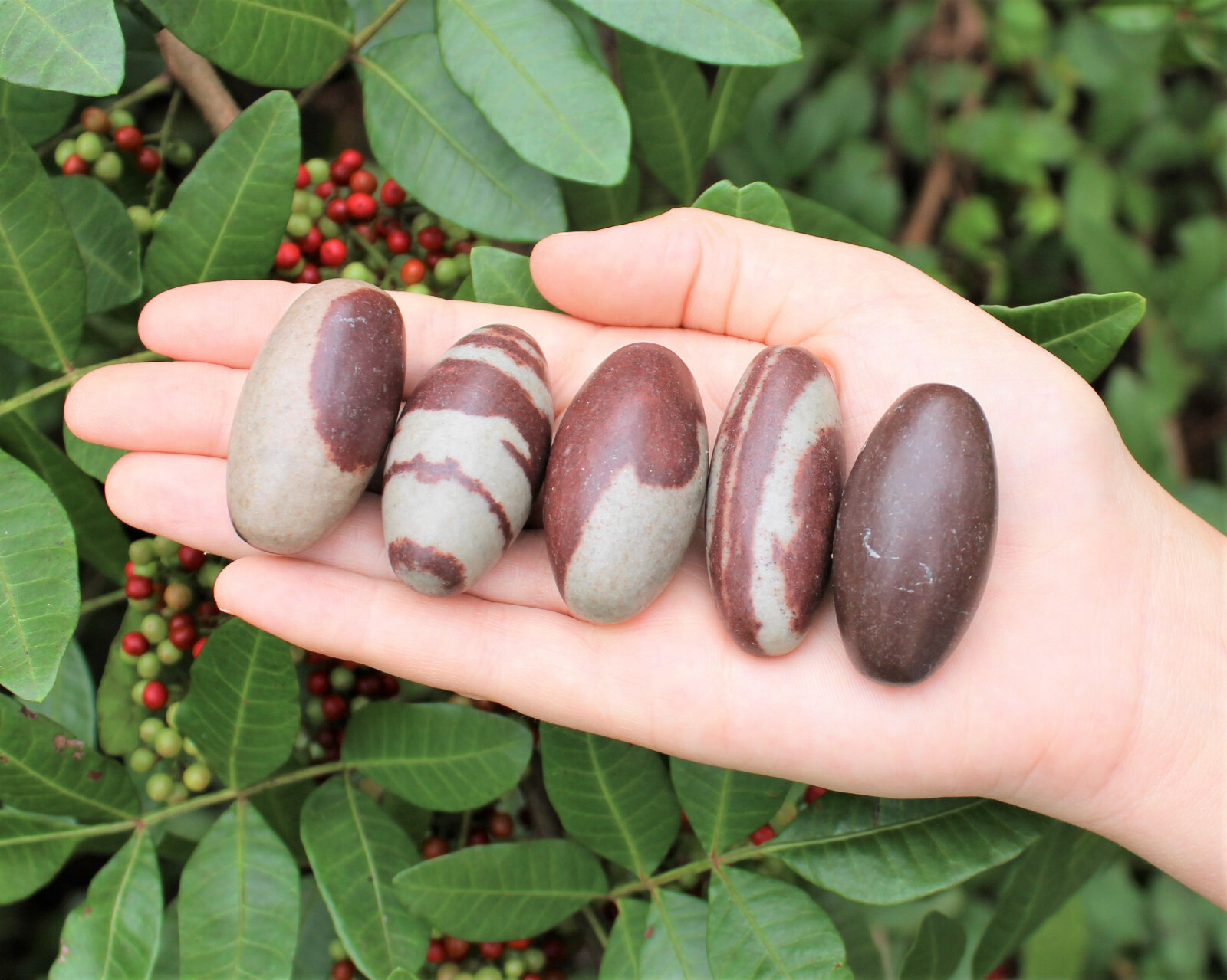 Lot of 10 Shiva Lingam Stones Medium 1.5 – 2″ Narmada River India Shiva Lingham