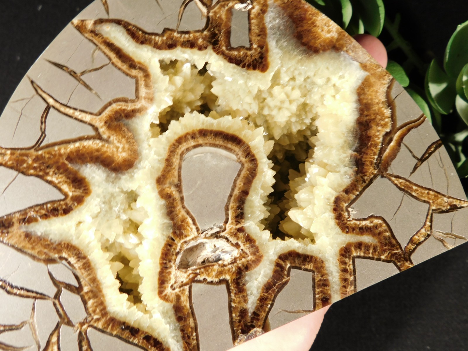 Larger! Polished AAA Crystal Filled Septarian GEODE FREE Standing Utah 852gr