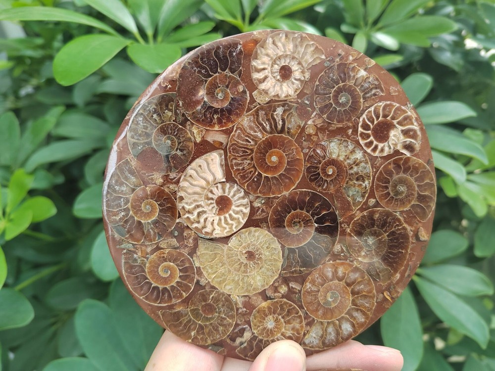Natural Ammonite Disc Fossil Conch Specimen Healing +Stand 1PC