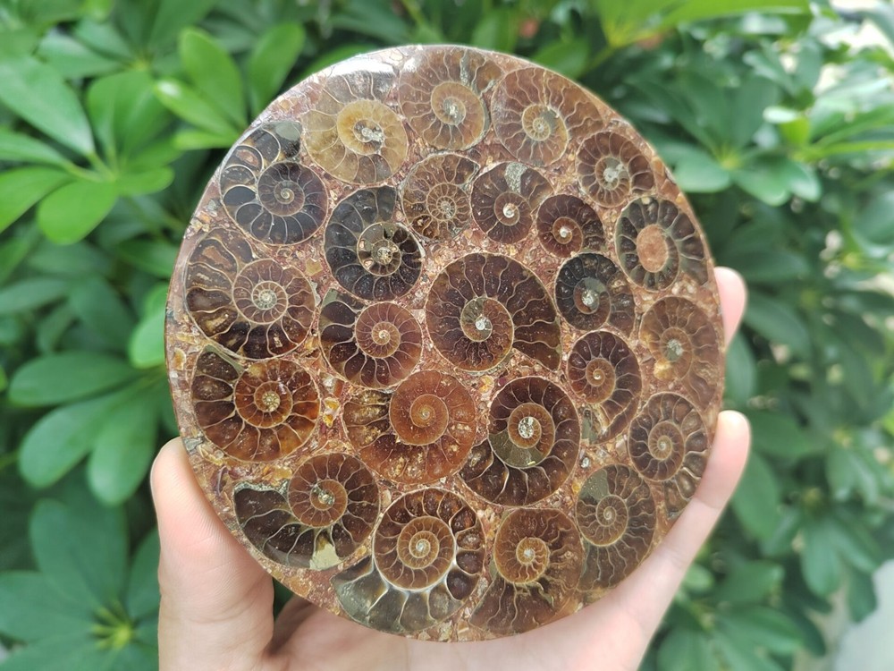Natural Ammonite Disc Fossil Conch Specimen Healing +Stand 1PC