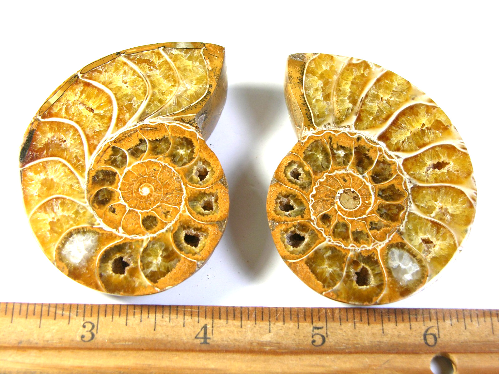 Ammonite fossil polished 3×2″ + showing suture lines Madagascar ms70