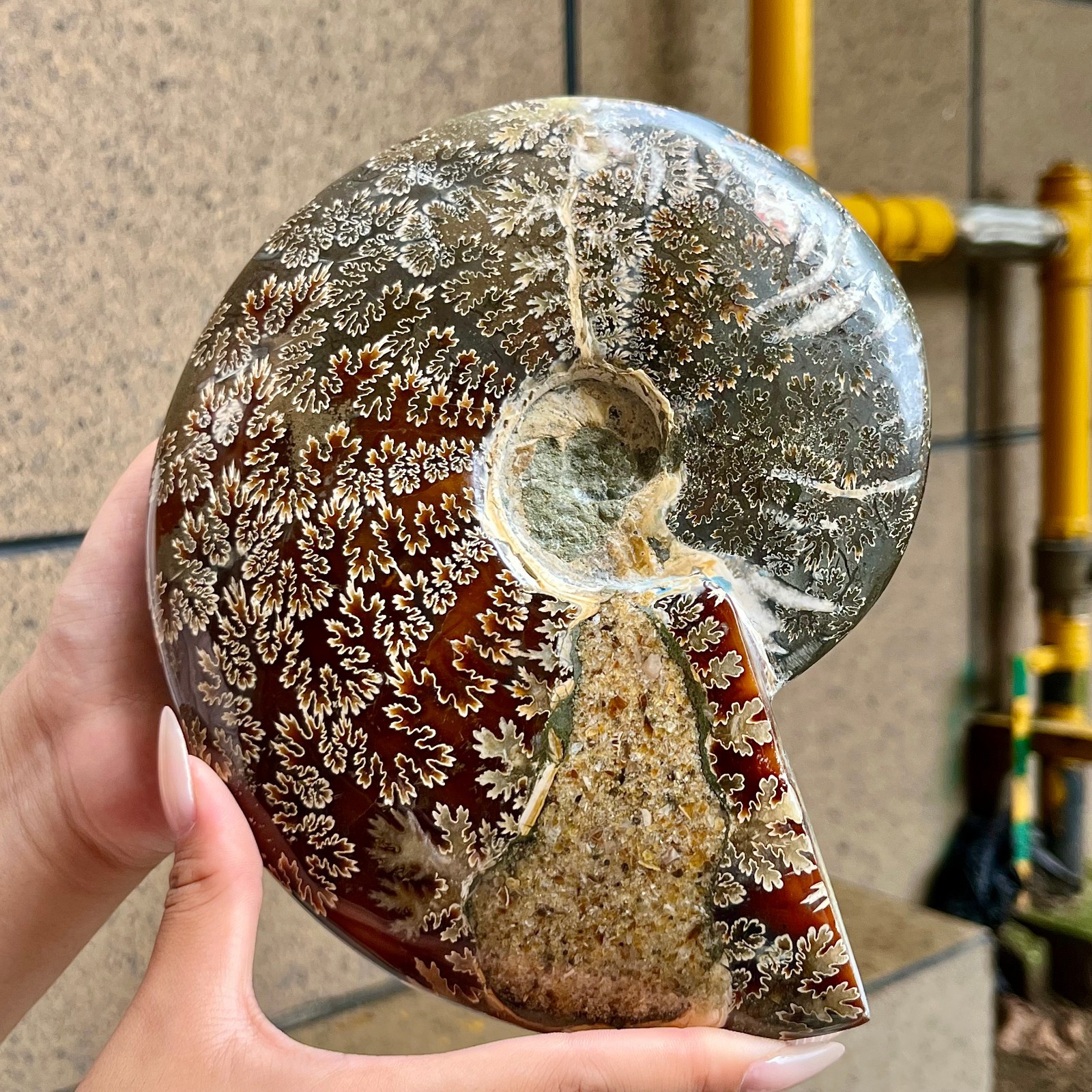 2.5 lb Polished Ammonite Fossil Specimen Unique Birthday Holiday Gift