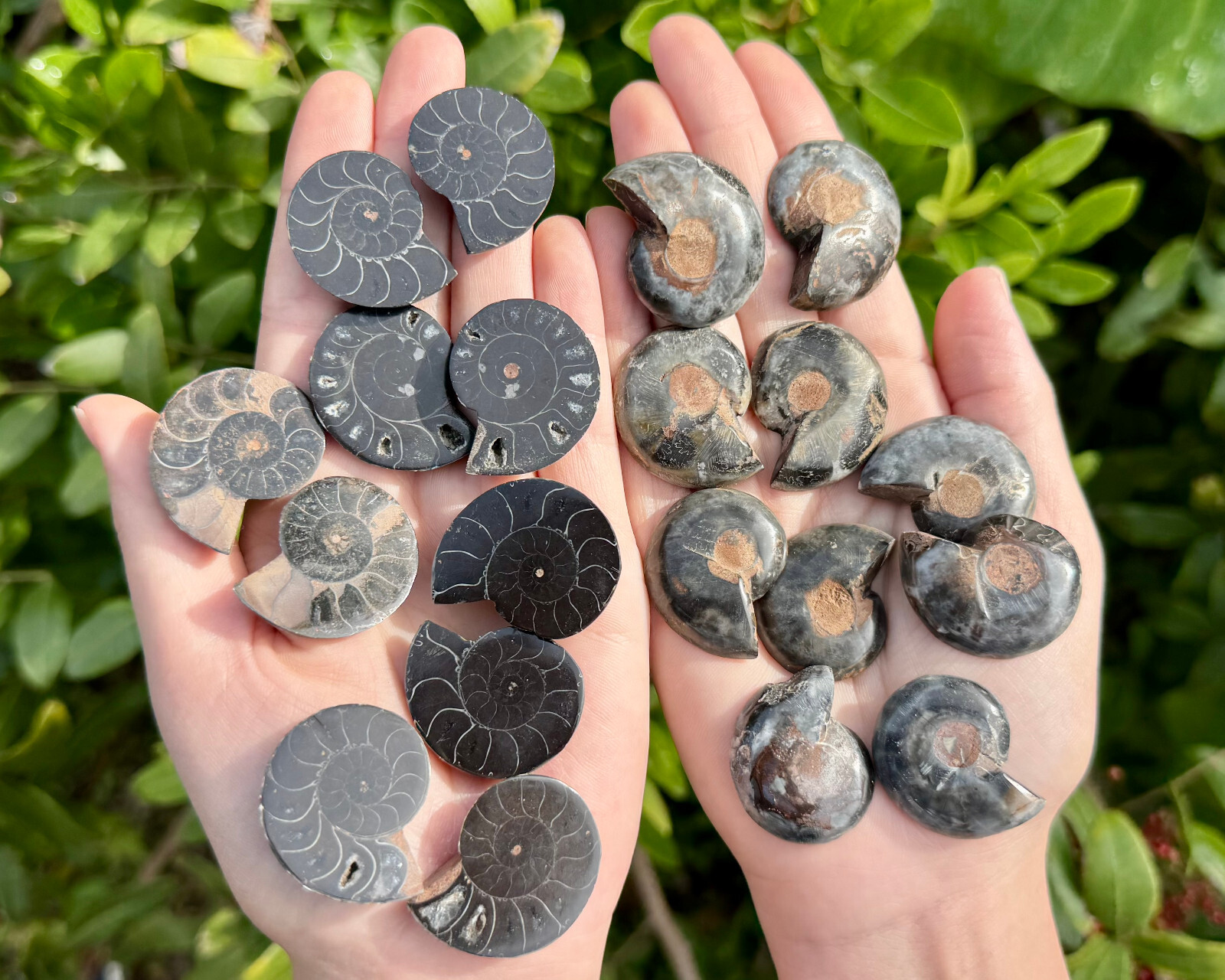 Black Ammonite Fossil Pairs From Madagascar (Natural Opalized Ammonite Pairs)