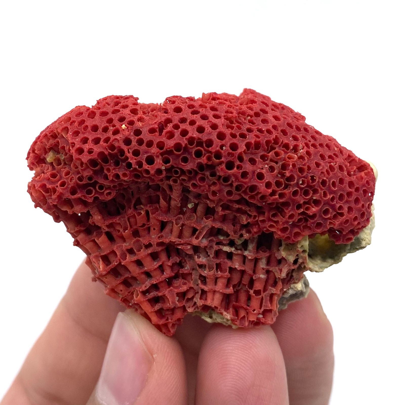 Natural Red Coral with Matrix , Mineral Specimen Collection, Italy