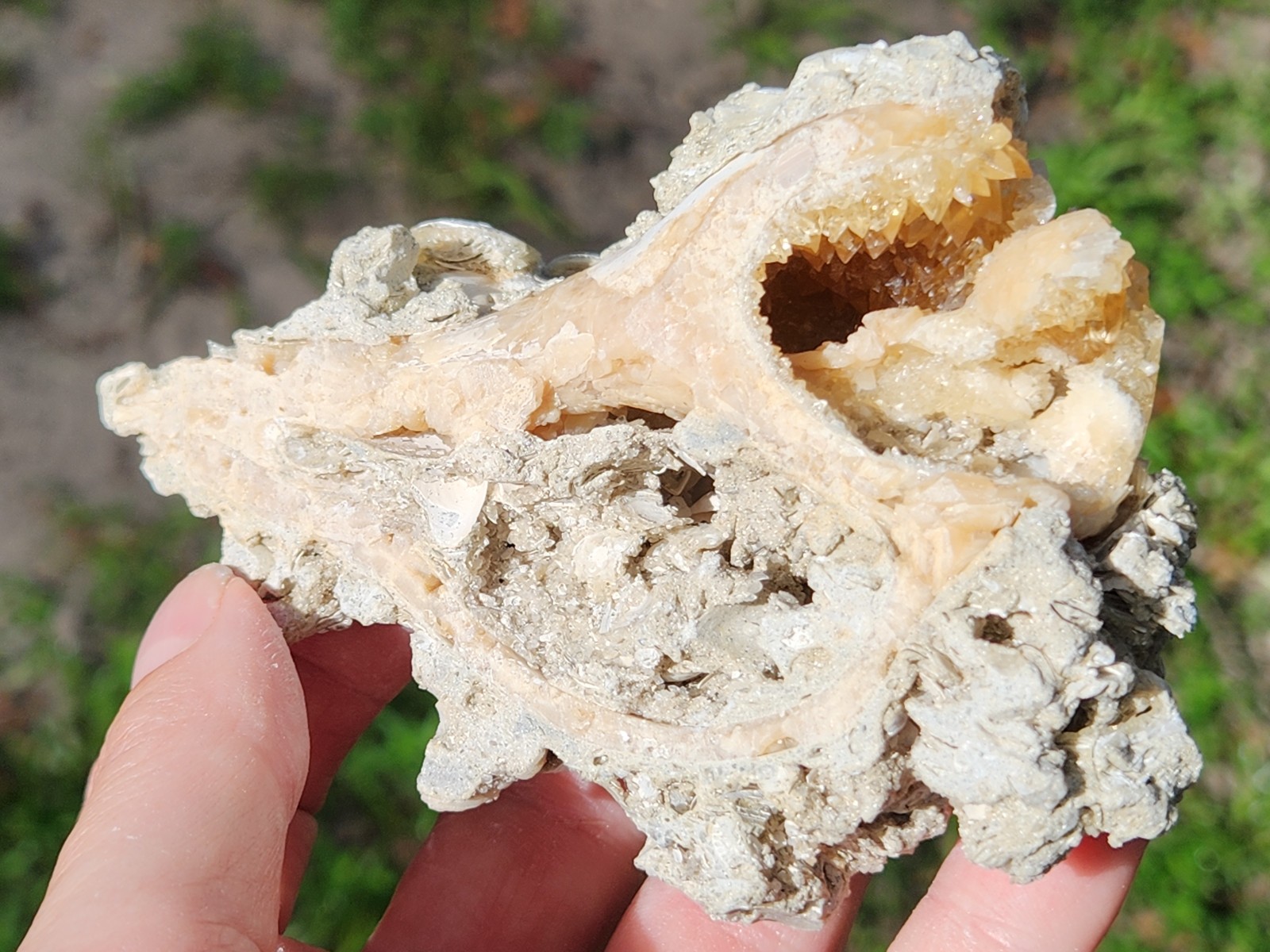 Calcite WHELK SHELL Fossil Rucks Pit Florida dogtooth UV crystal honey