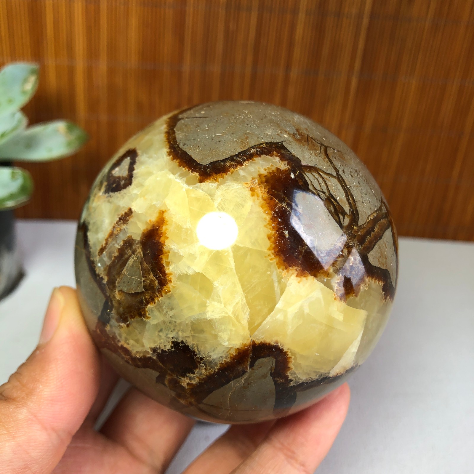 72mm Natural Energy septarian Turtle back Ancient Rock Ball sphere 562g g7697